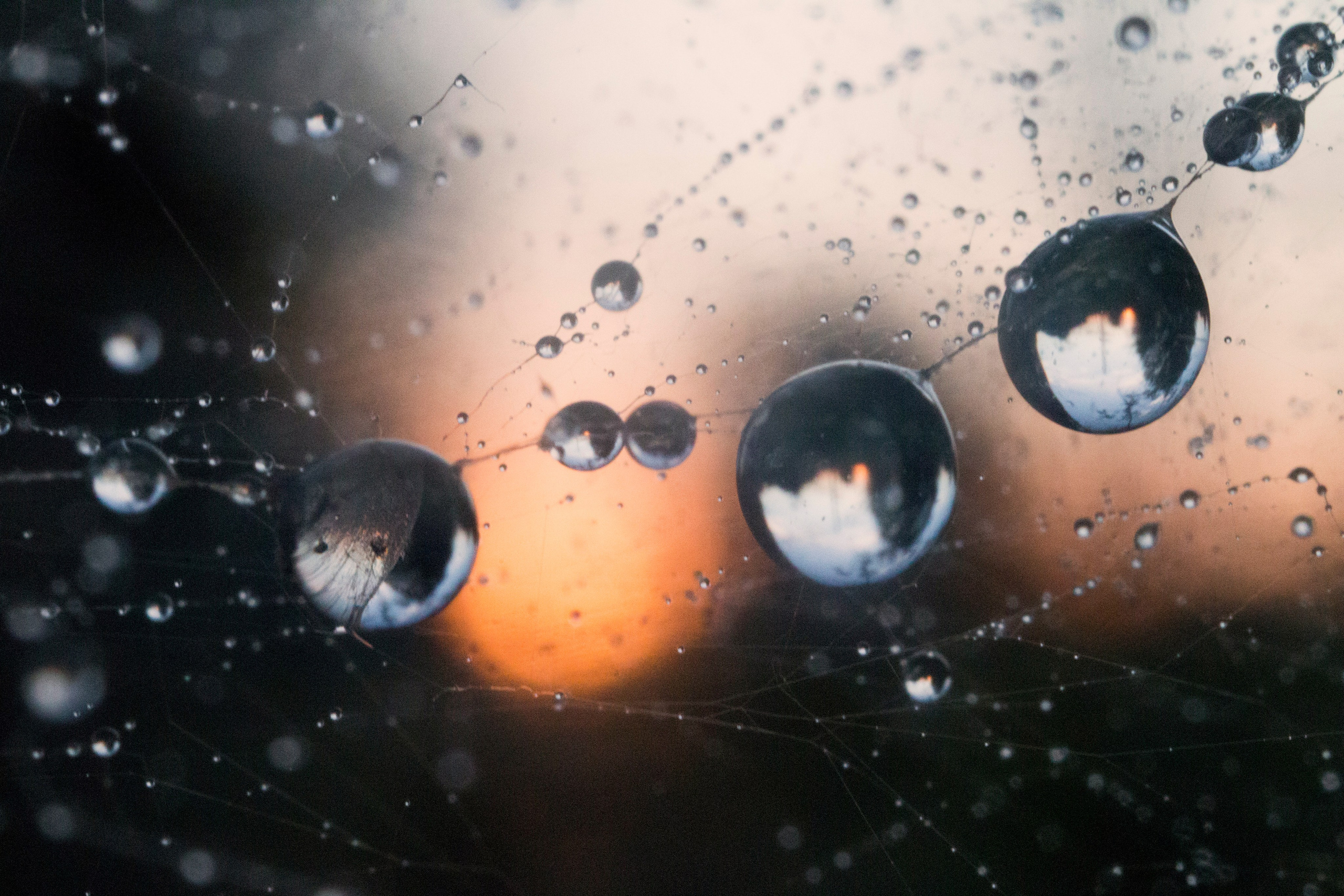 Макро. Фотограф Лагутин Анатолий