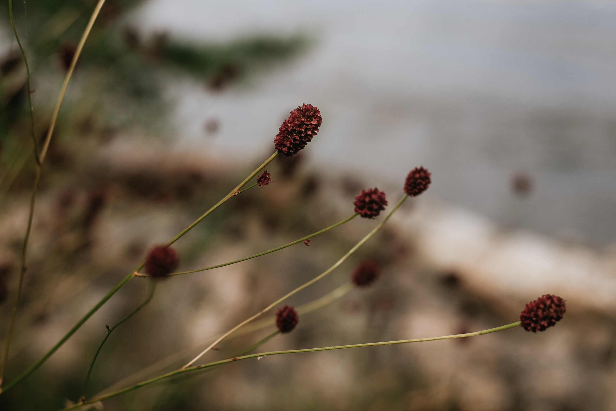 Роман и Валерия. Фотограф Москва, Санкт-Петербург, Абакан