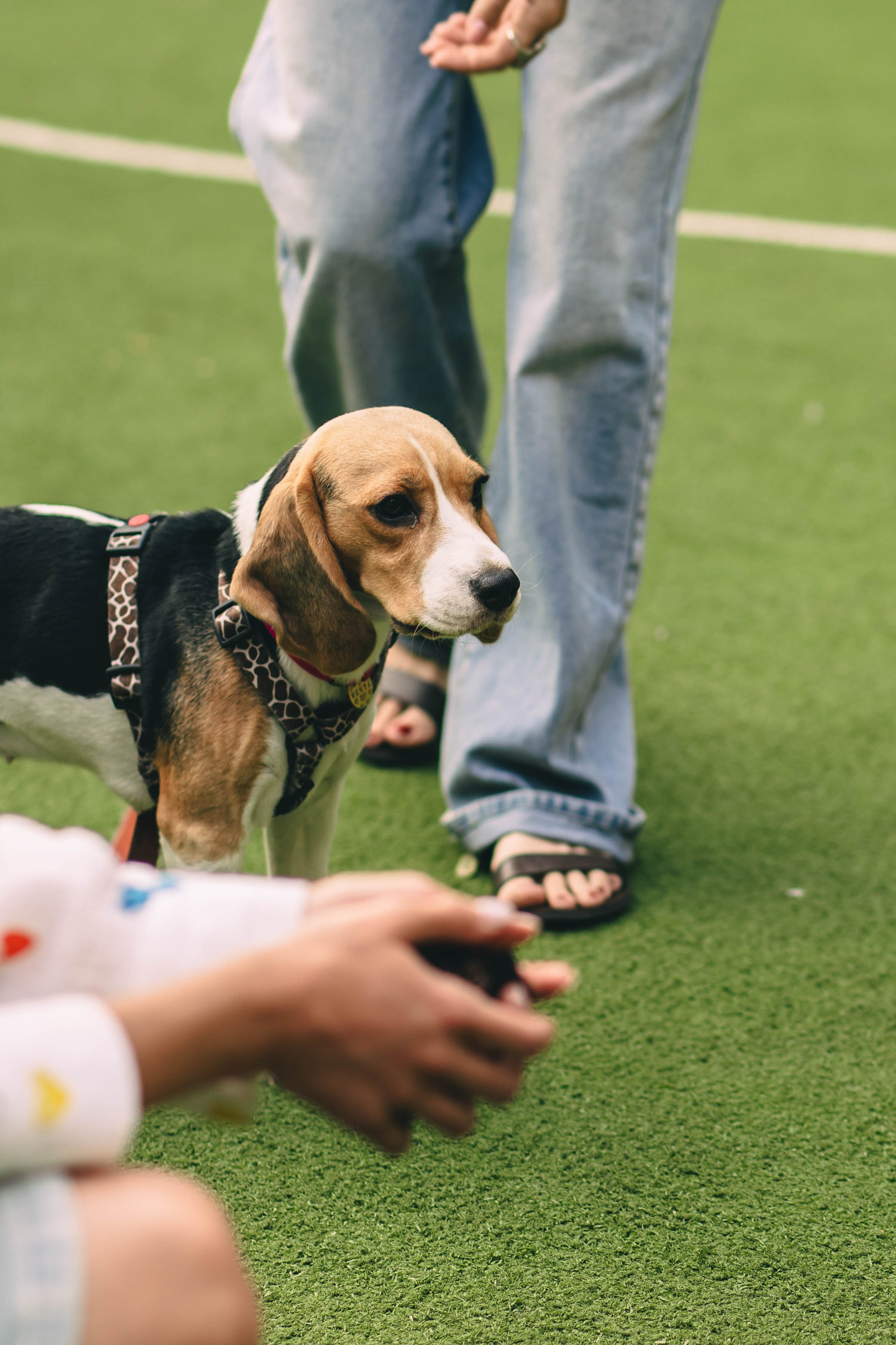 Pet-Party + Live-music |Парк Культуры. Фотограф в Ставрополе Алина Клочкова