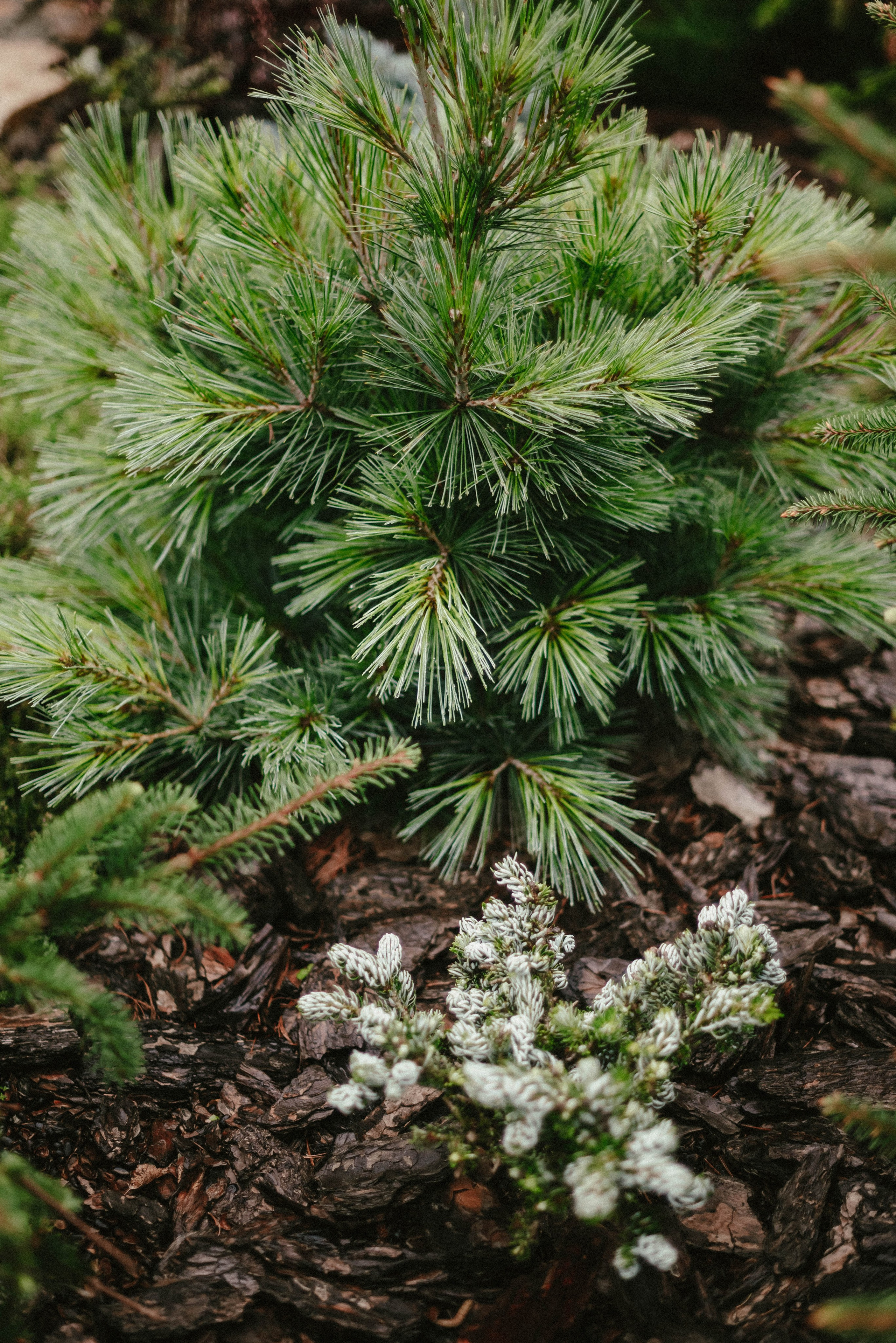 Лесное царство Оксаны. Свадебный и семейный фотограф в Новосибирске, Санкт-Петербурге, Москве