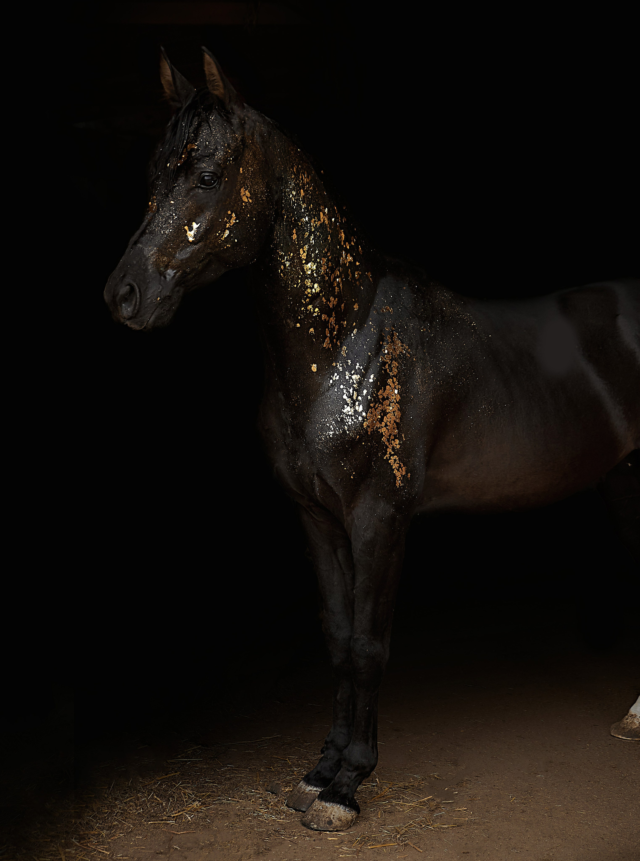 Харакс. Фотограф в Севастополе