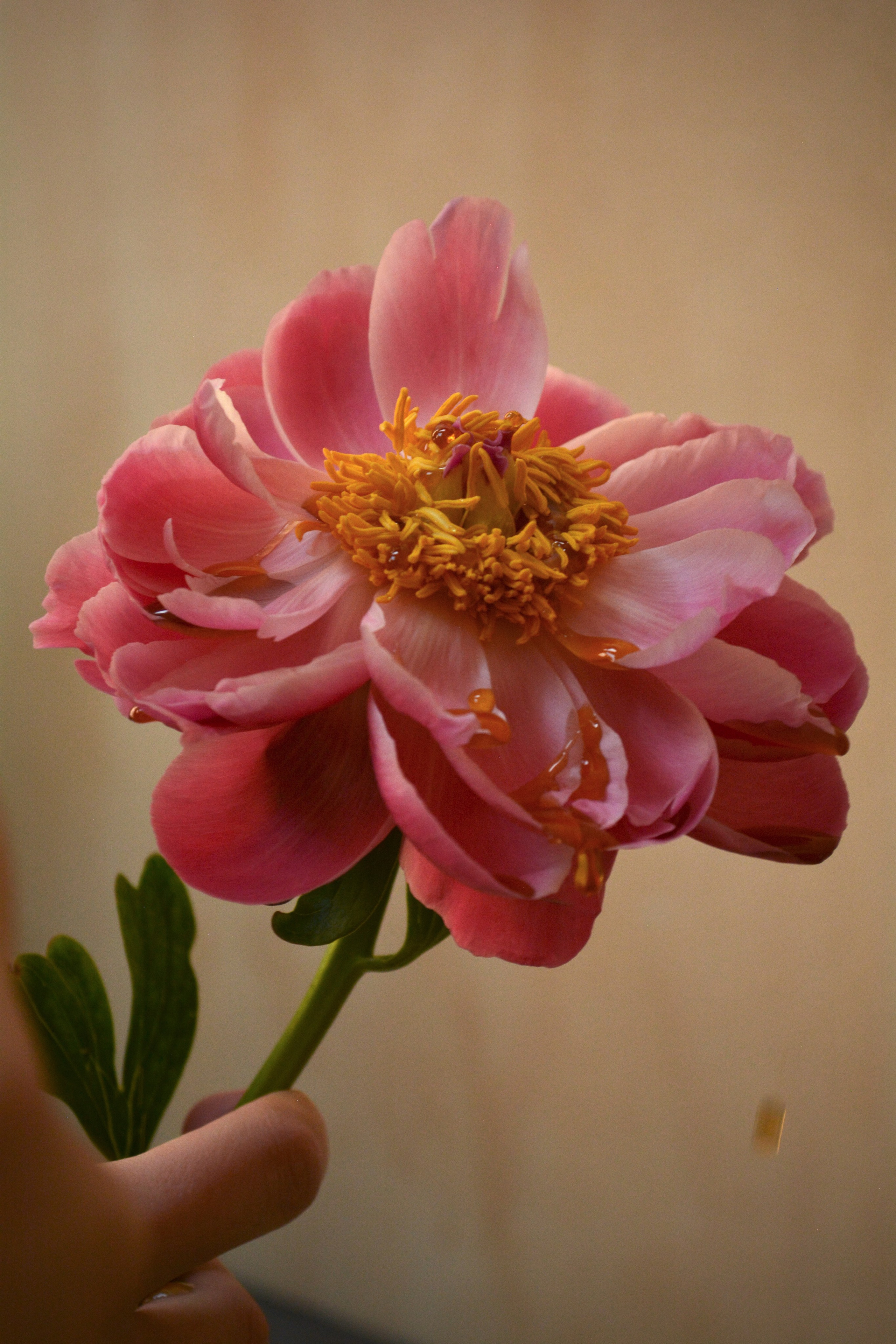 Minaturi. VonContent