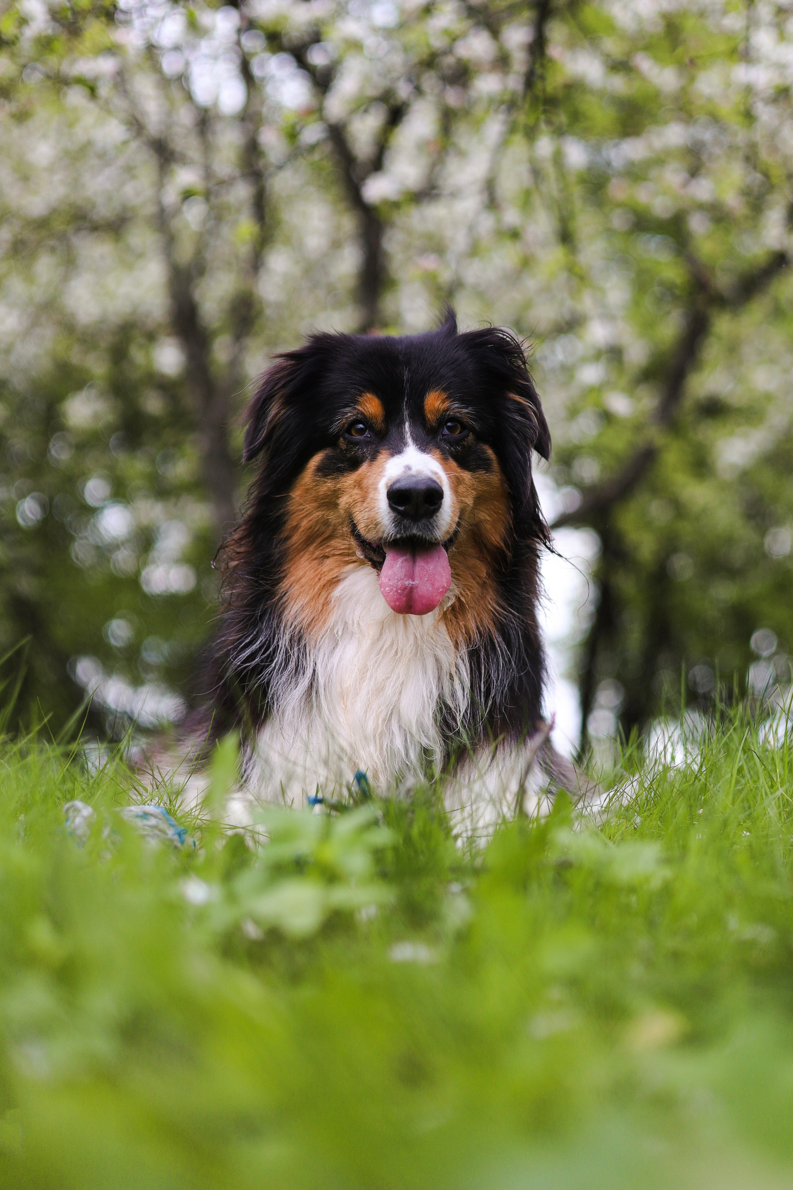 Келли и Света. Фотограф-анималист Ксения Шевцова|Москва