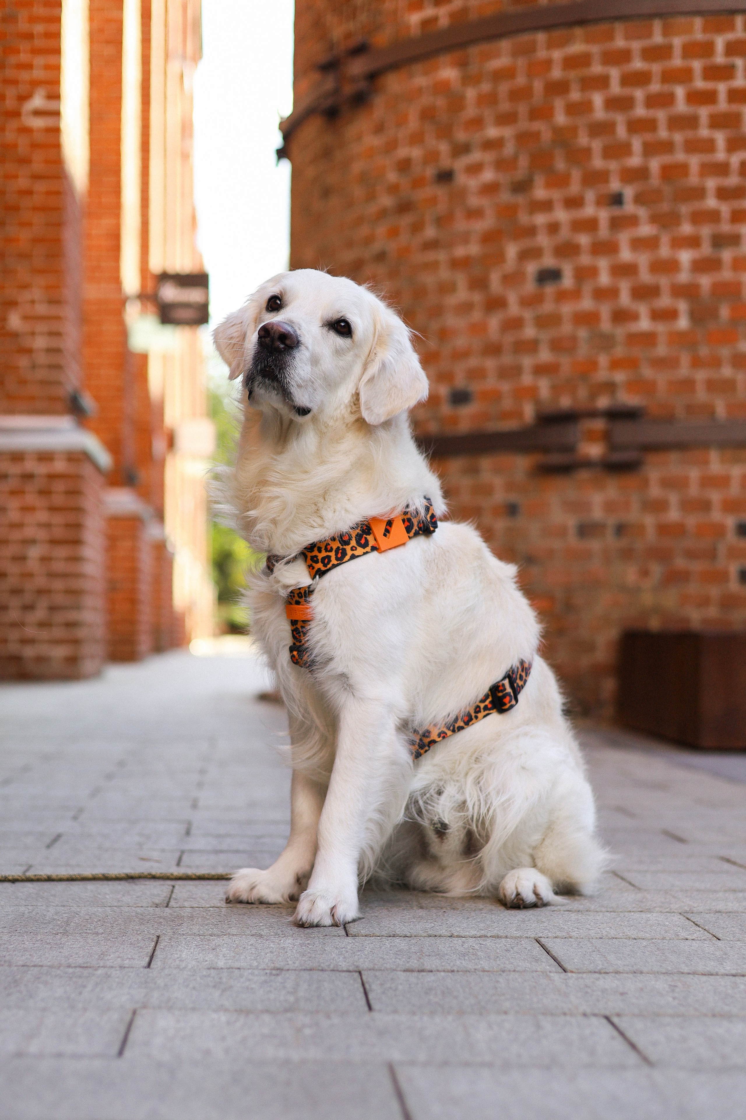 Зиз и Юля. Часть 3. Фотограф-анималист Ксения Шевцова|Москва