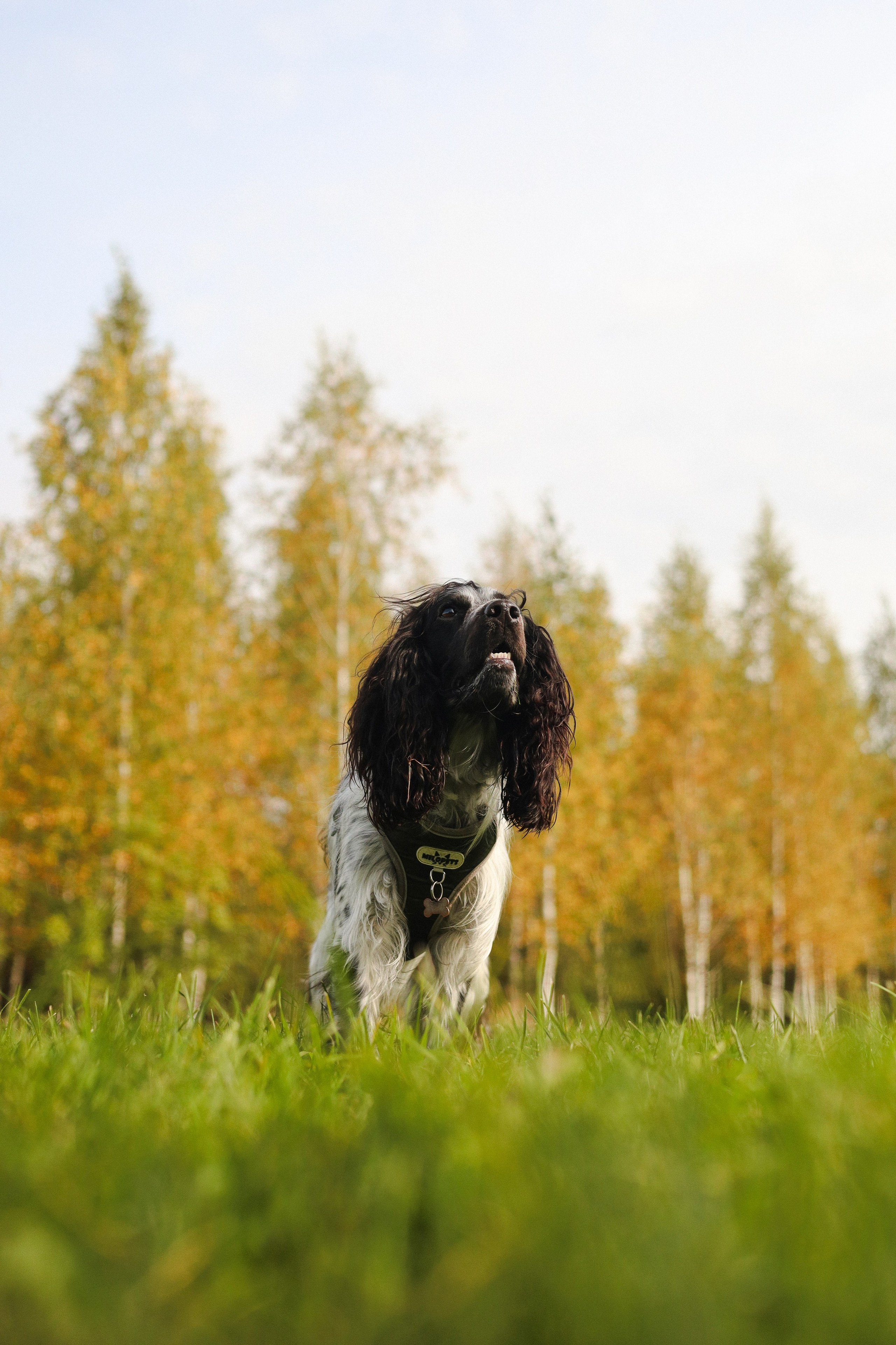 Купер и его семья. Фотограф-анималист Ксения Шевцова|Москва