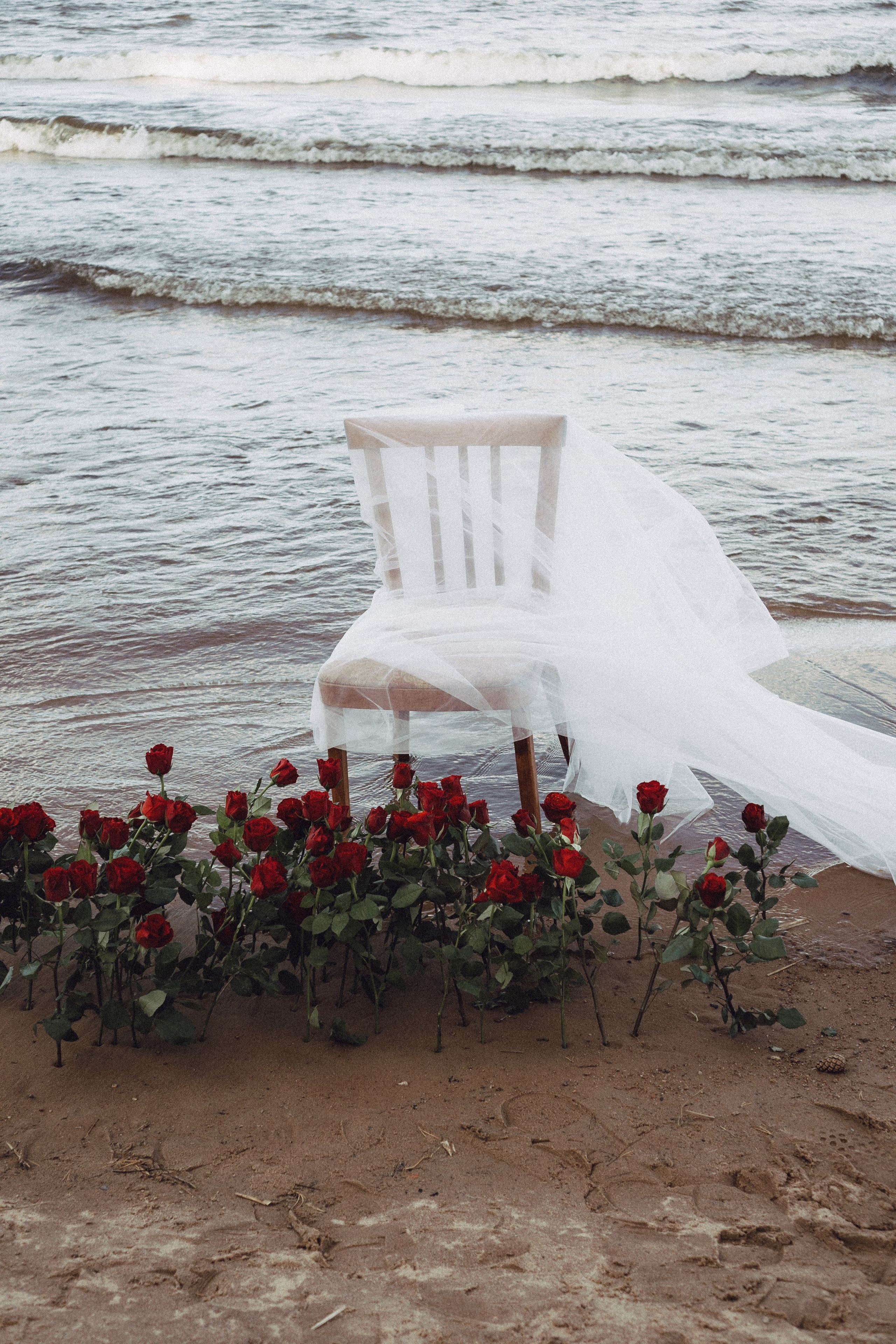 Розы. Профессиональный фотограф, Санкт-Петербург — Виктория Богомолова