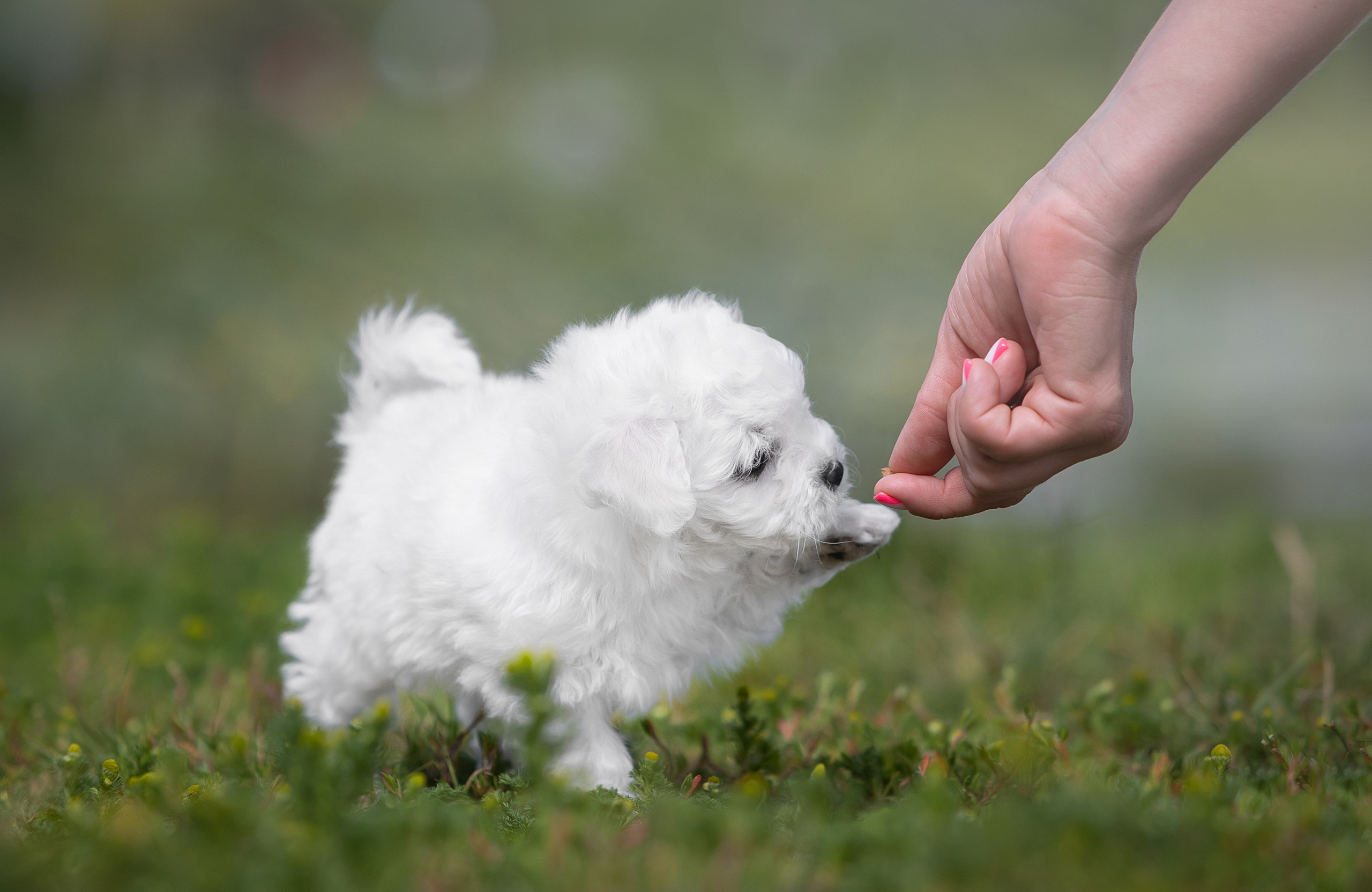 Улица. Фотограф-анималист Антон Базылевич