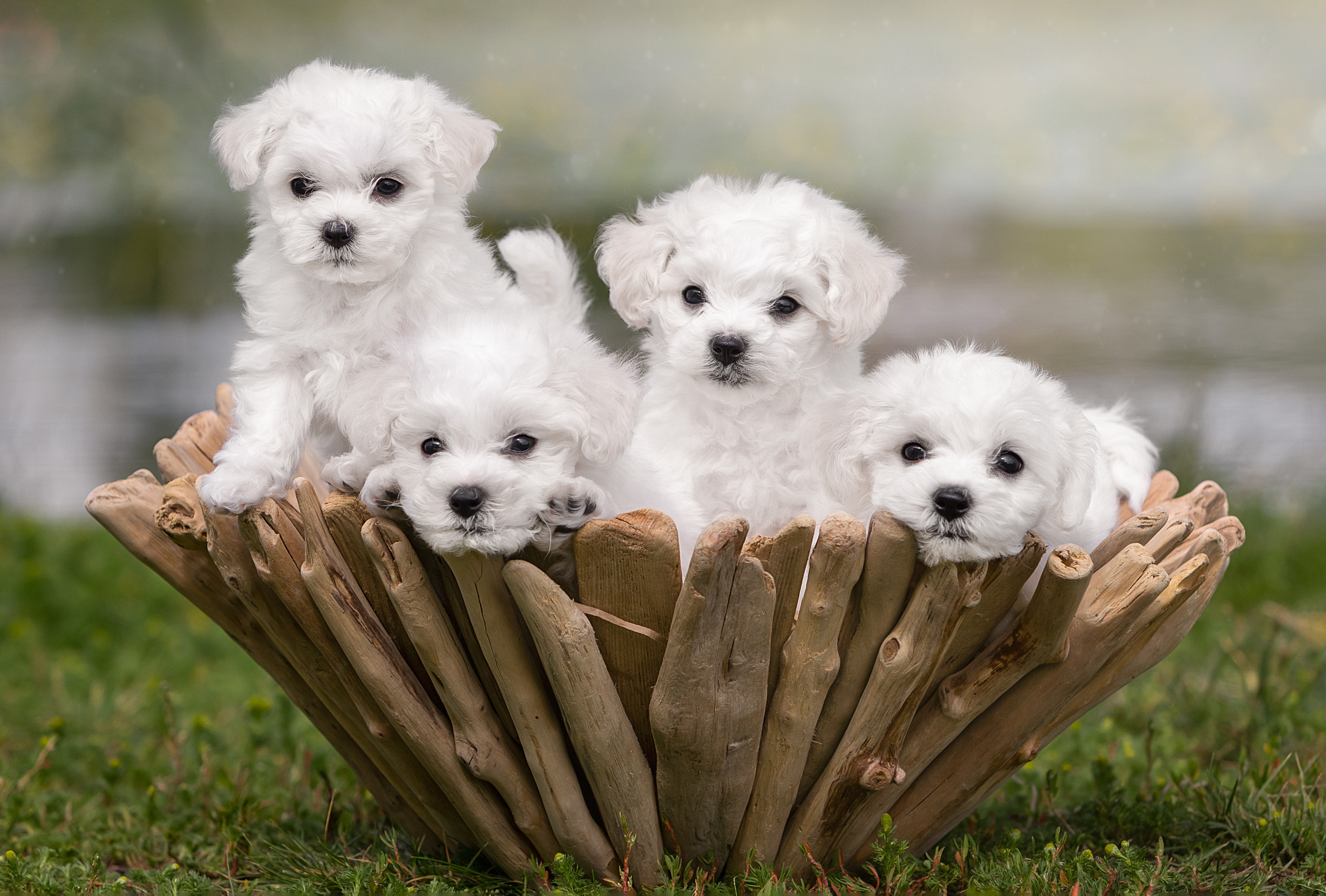 Улица. Фотограф-анималист Антон Базылевич