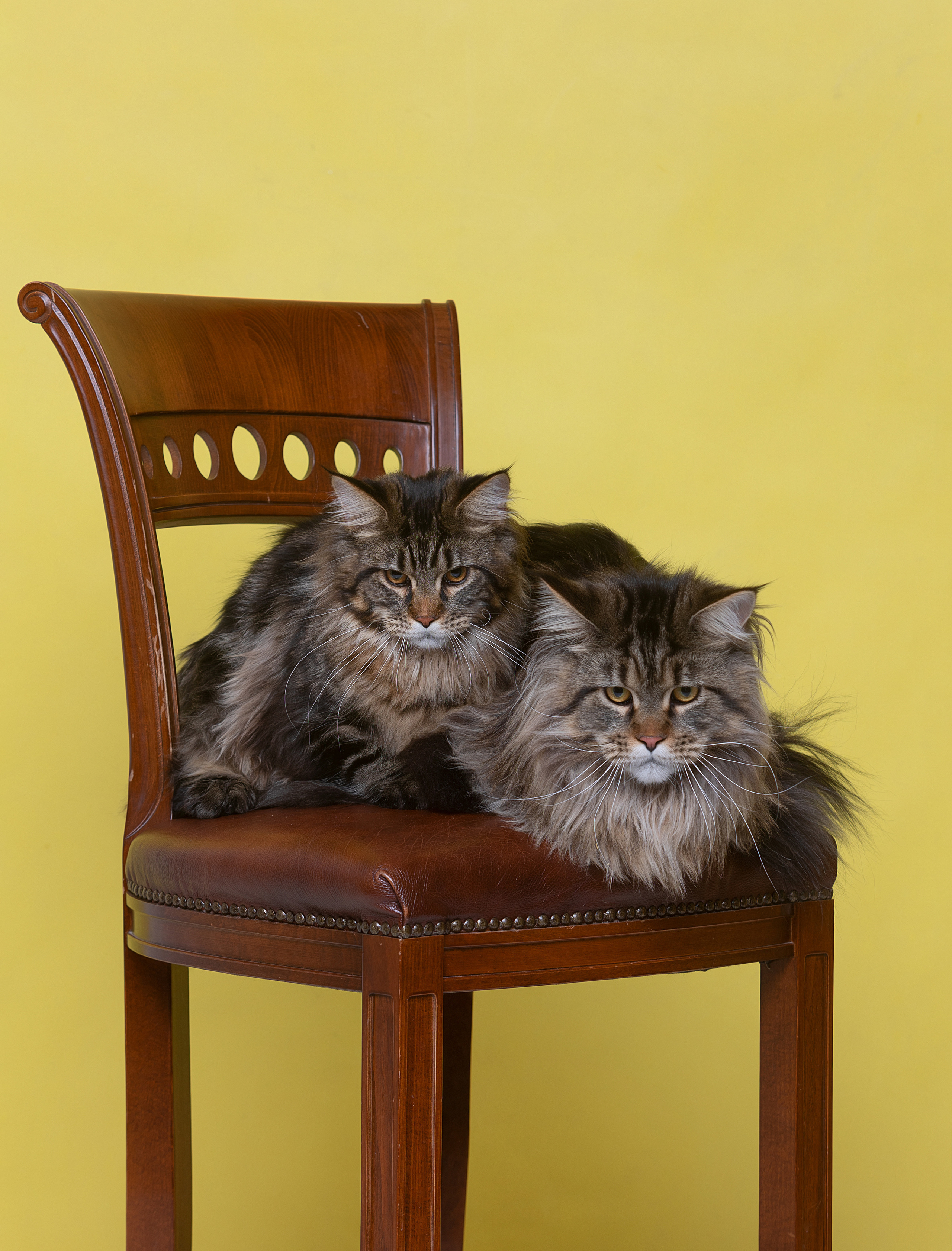 Студия. Фотограф-анималист Антон Базылевич