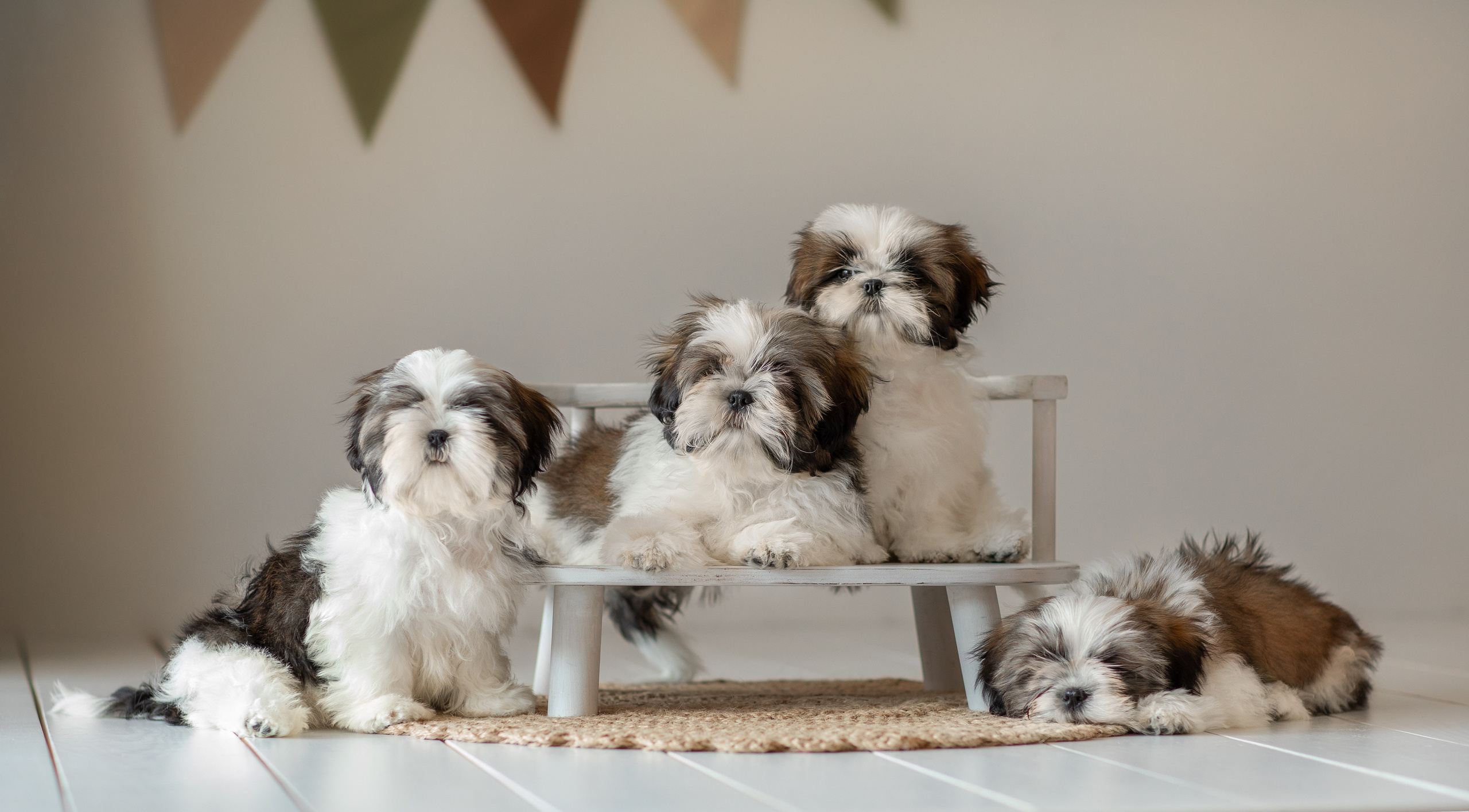 Фотосессия щенков. Фотограф для Вашей собаки