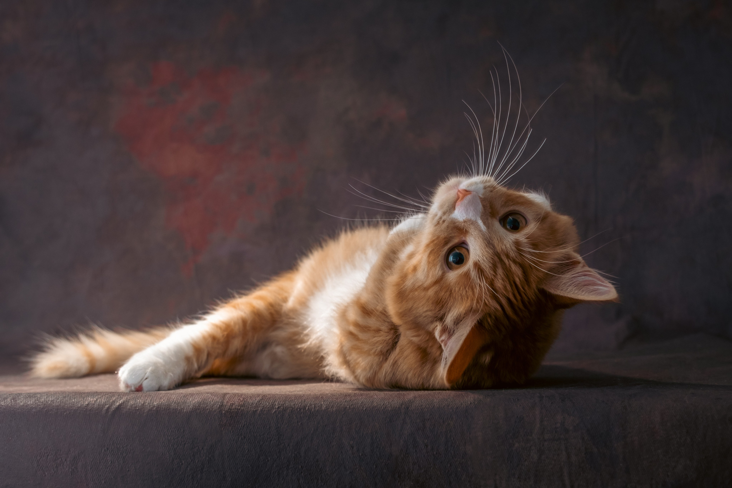 Котенок Дарвин. Зоофотограф, фотограф животных в Москве и области Дина Дамоцева