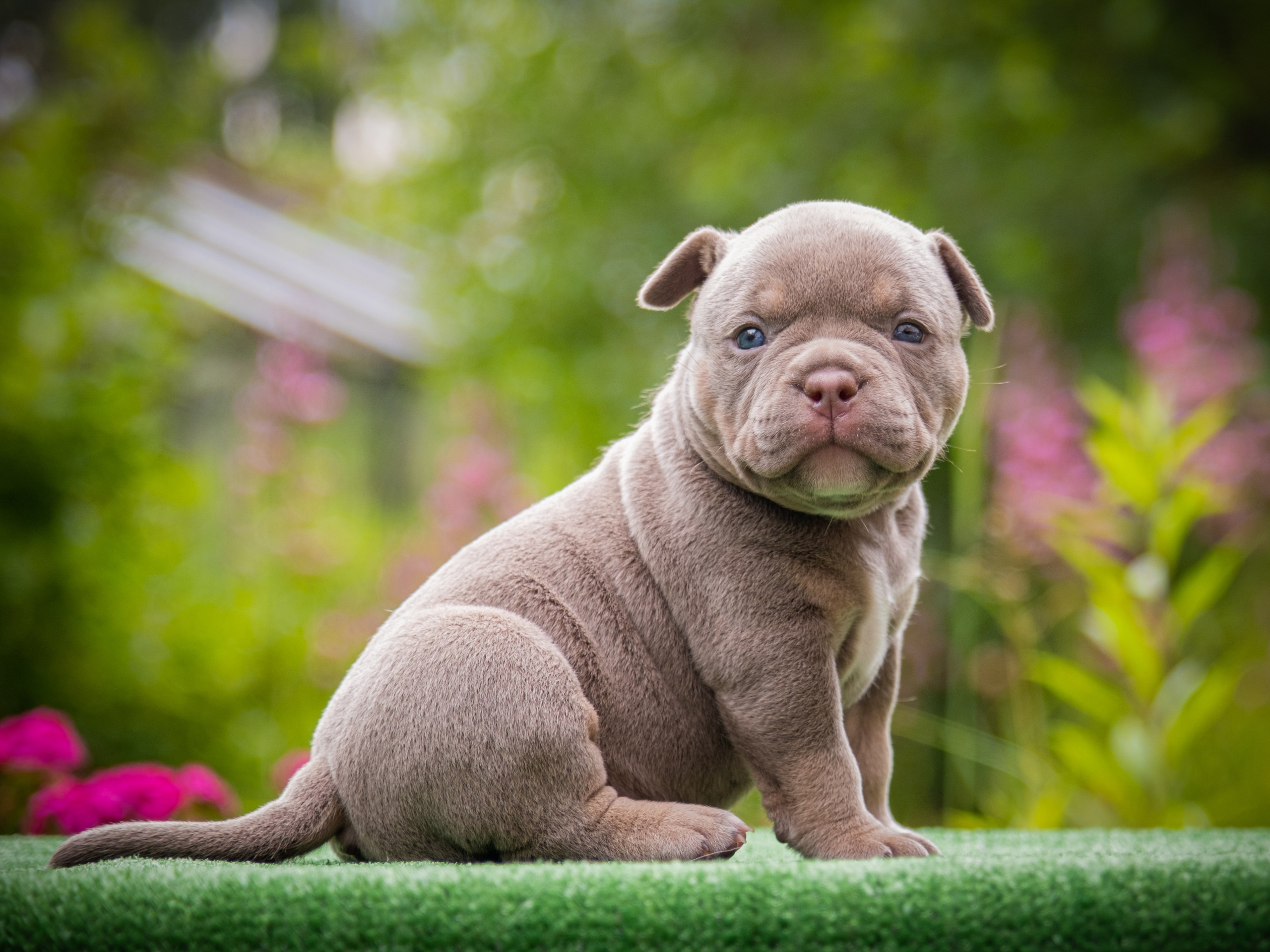 Американские булли для Ирины. Зоофотограф, фотограф животных в Москве и области Дина Дамоцева
