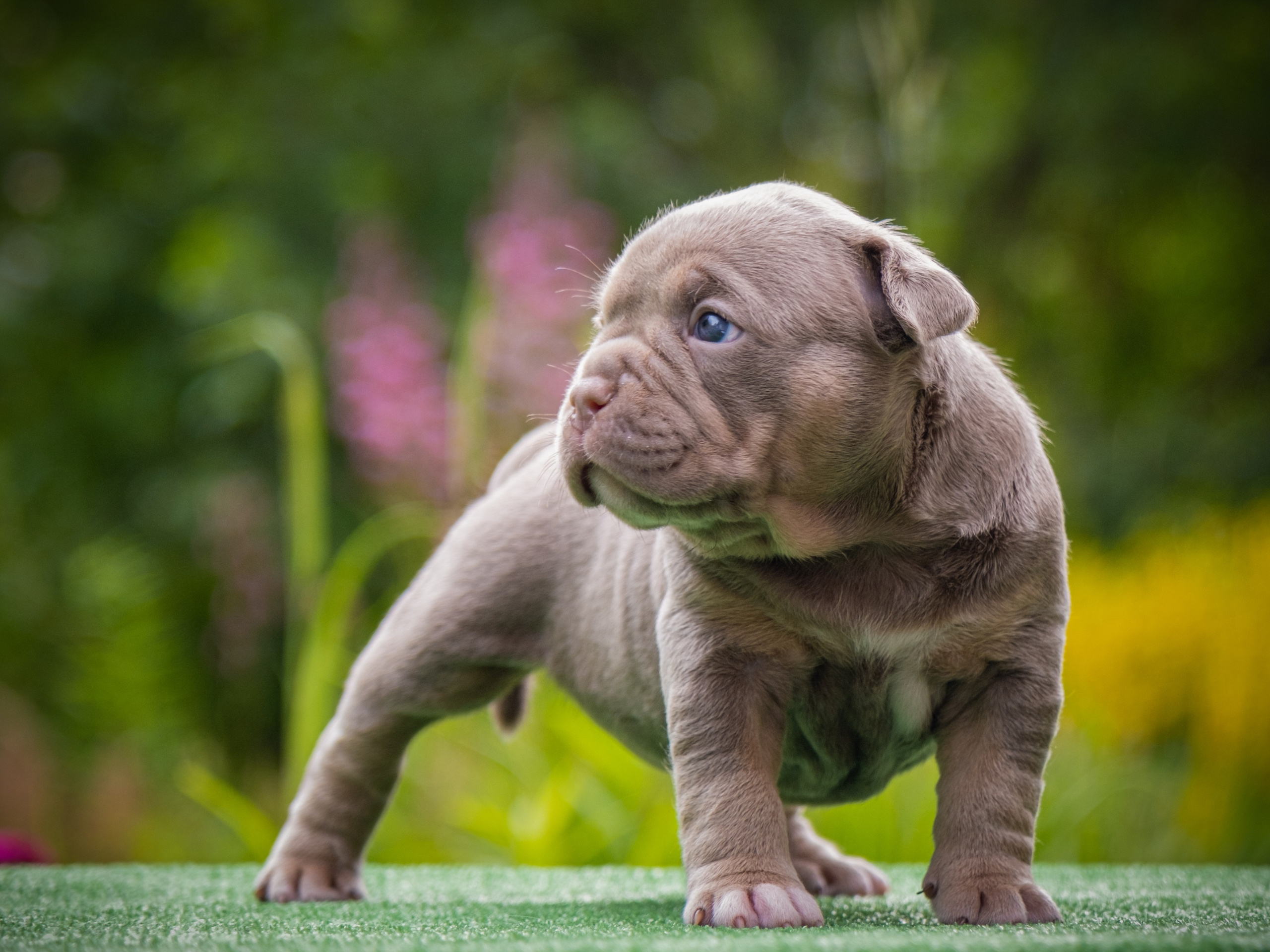 Американские булли для Ирины. Зоофотограф, фотограф животных в Москве и области Дина Дамоцева