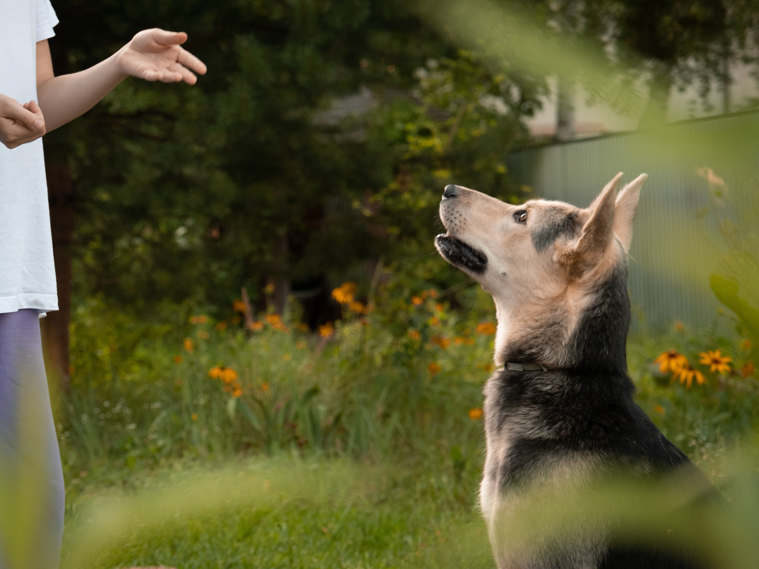 Альфа и Вафля для Екатерины!. Зоофотограф, фотограф животных в Москве и области Дина Дамоцева