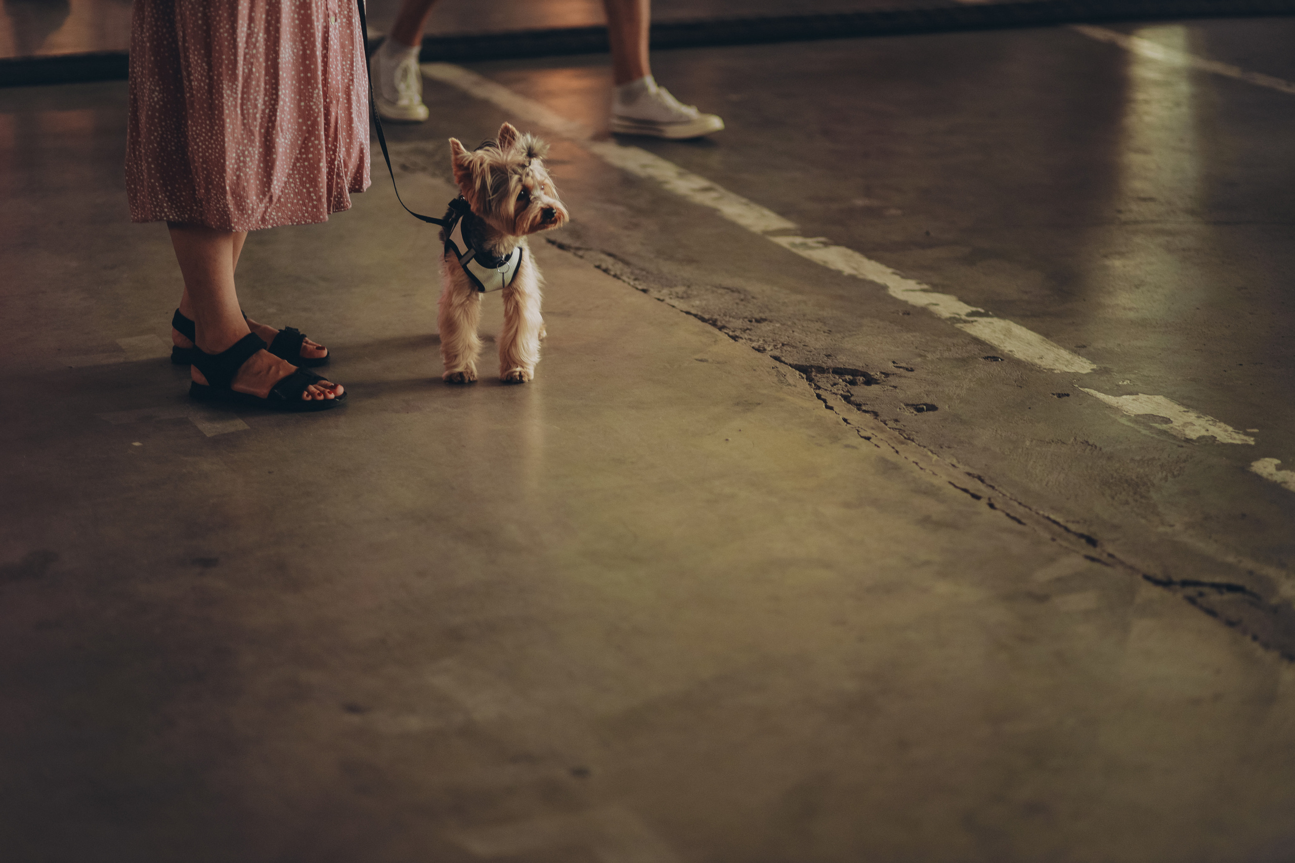 Popcorn market | Севкабель порт