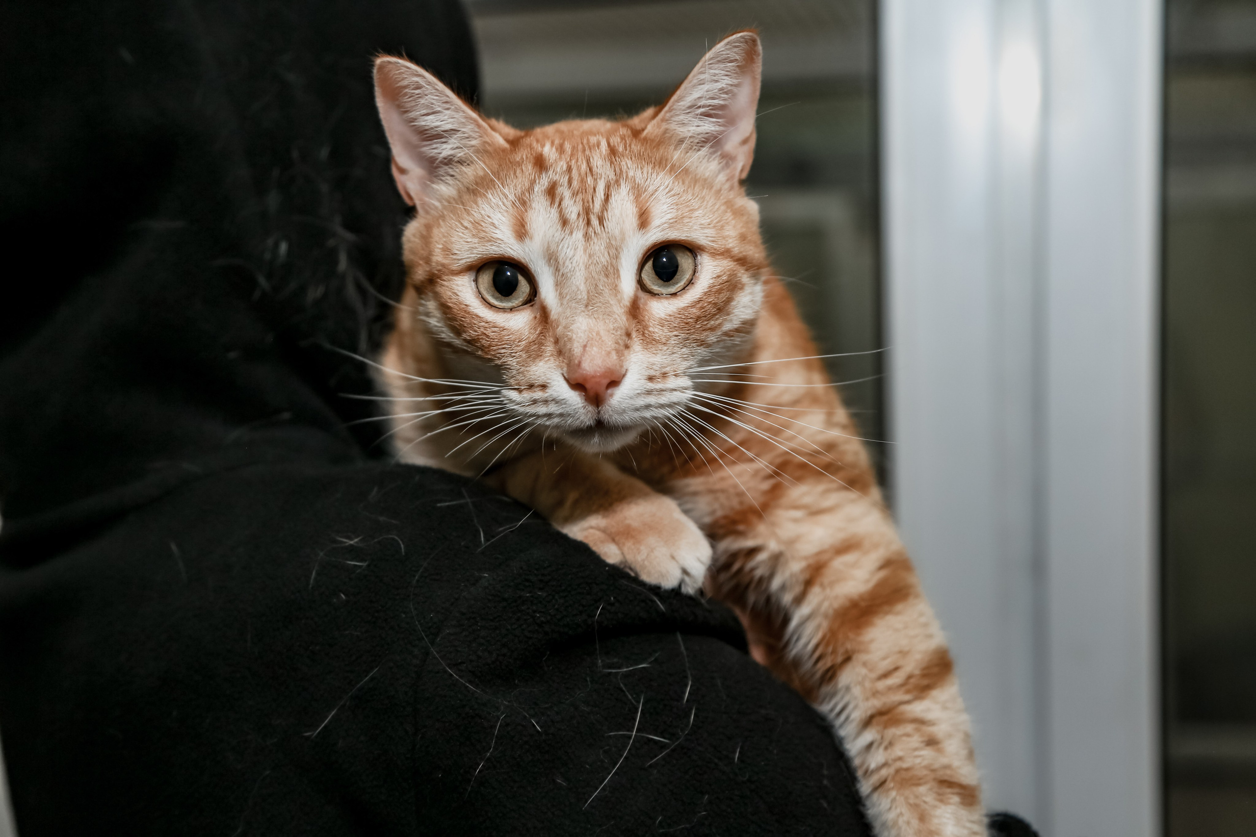 Приют Кошкин Дом Филимоша. Ваш фотограф в Оренбурге Рощупкина Екатерина