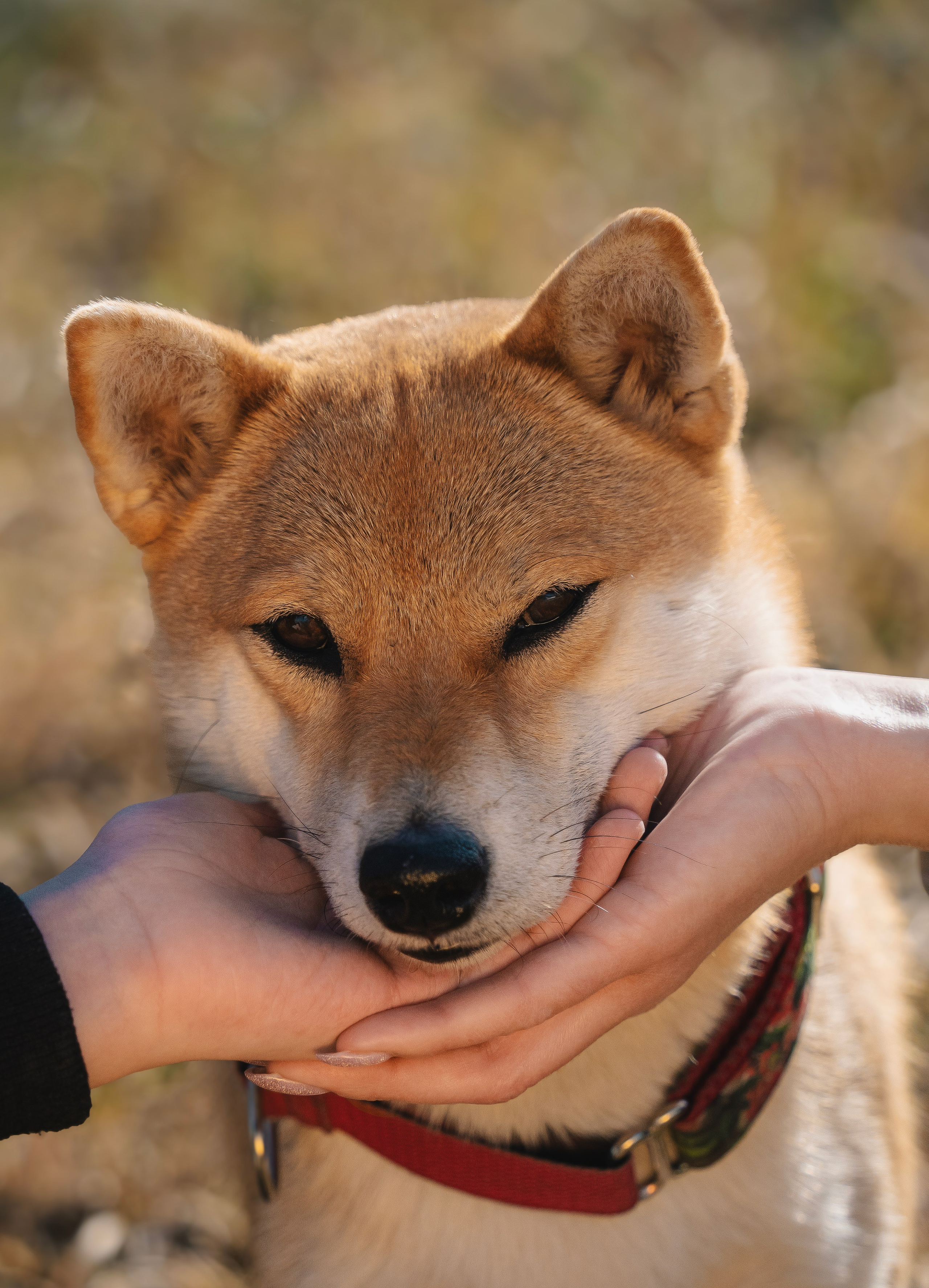 Семейная история. Семейный фотограф анималист г. Находка