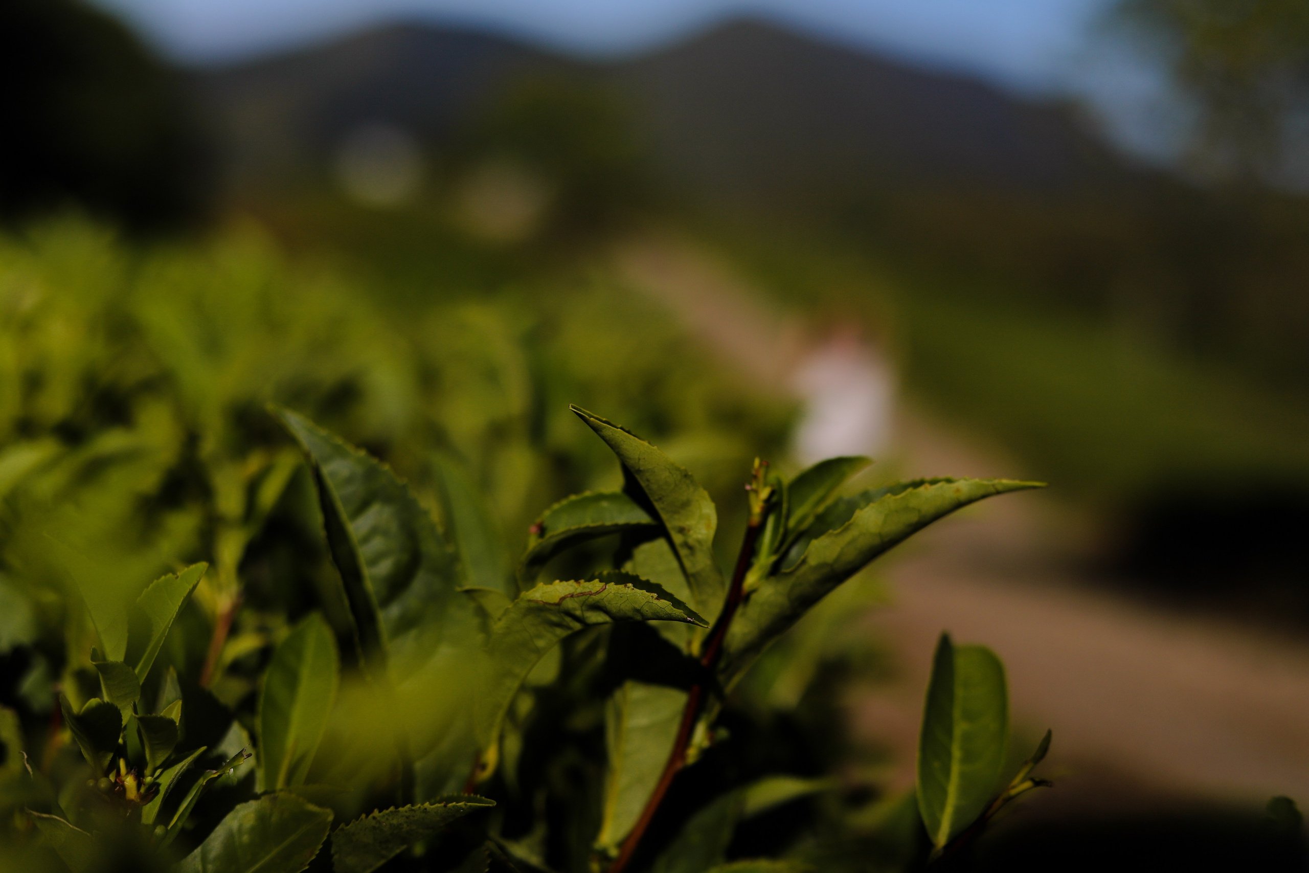 Беремняшка Мацеста чайные плантации 27.08. Главная