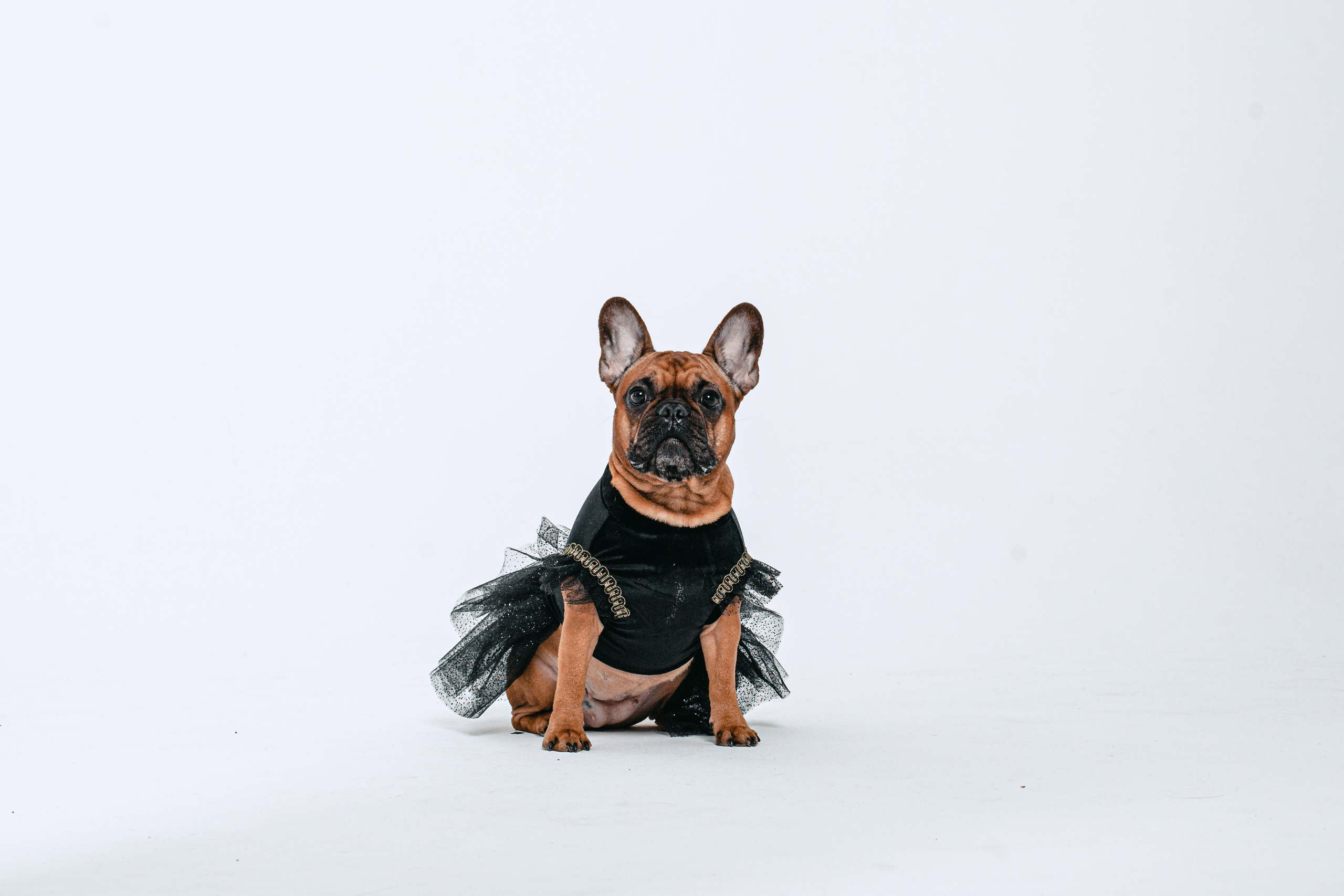 Пижамная вечеринка французских бульдогов и их хозяев. Фотограф-анималист Татьяна Степанова