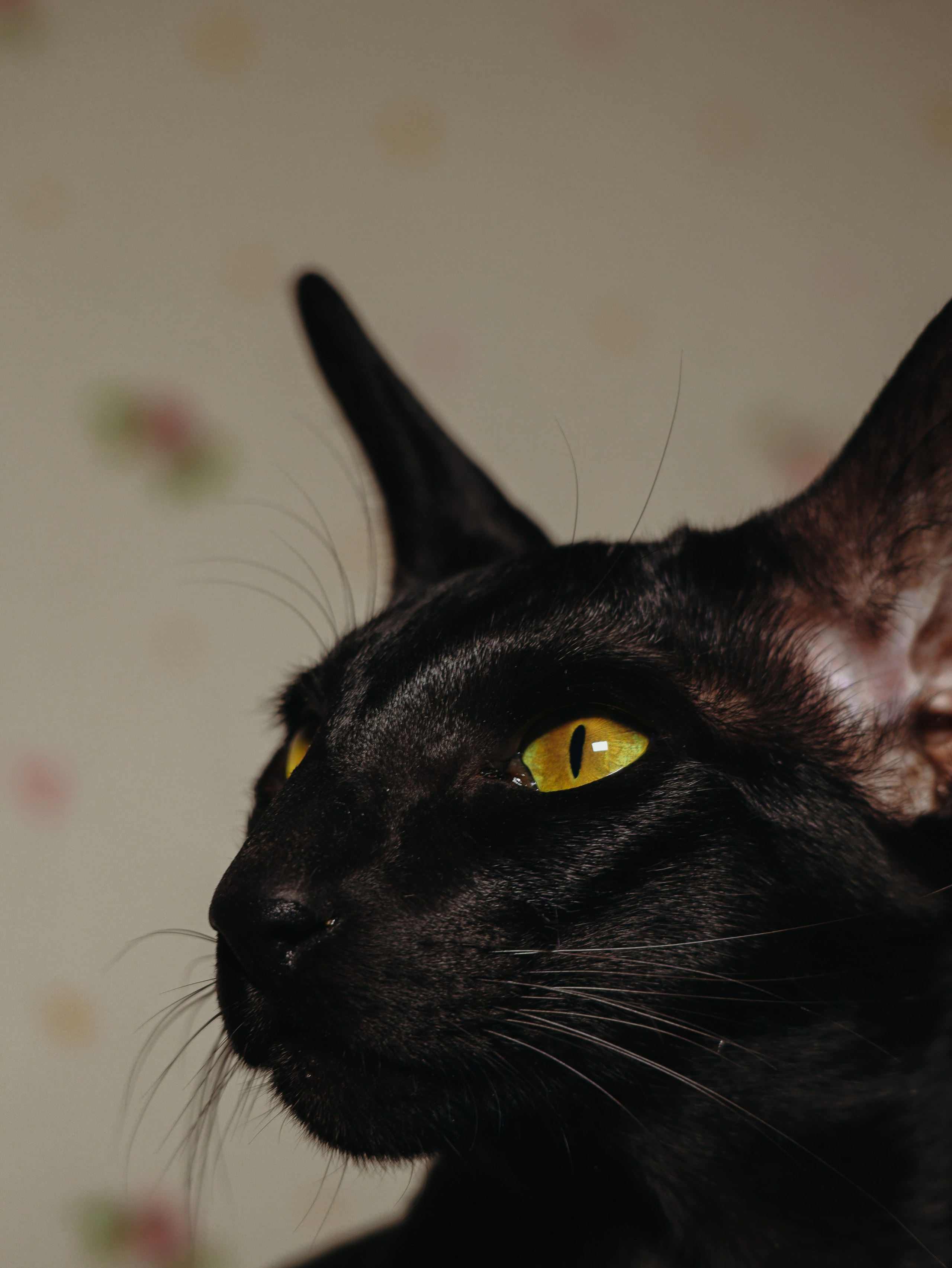 Питомцы. Кинематографичный фотограф, видеограф Лина Плешакова, Санкт-Петербург