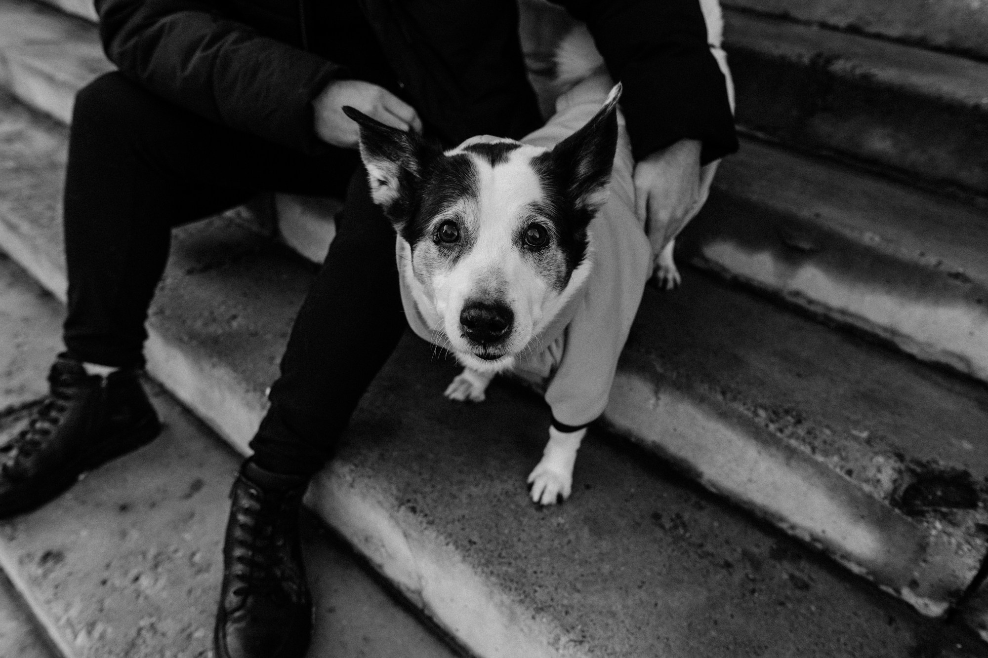 Фотосессия с собакой в Тюмени, фотограф тюмень. Фотограф Дарья Мустафина, Тюмень