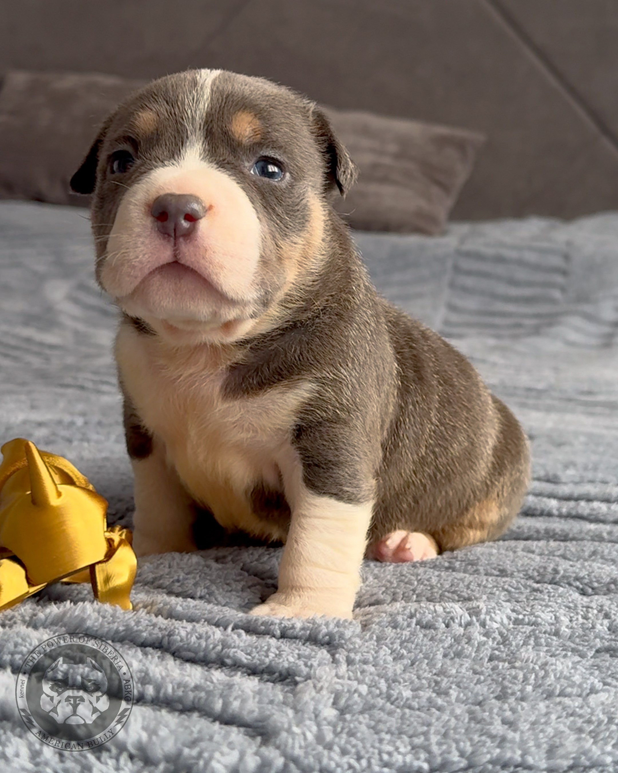 Свободные щенки Американский Булли, в типах покет, классик, стандарт. Американский Булли в г. Ростов-на-Дону. Питомник THE POWER OF SIBERIA