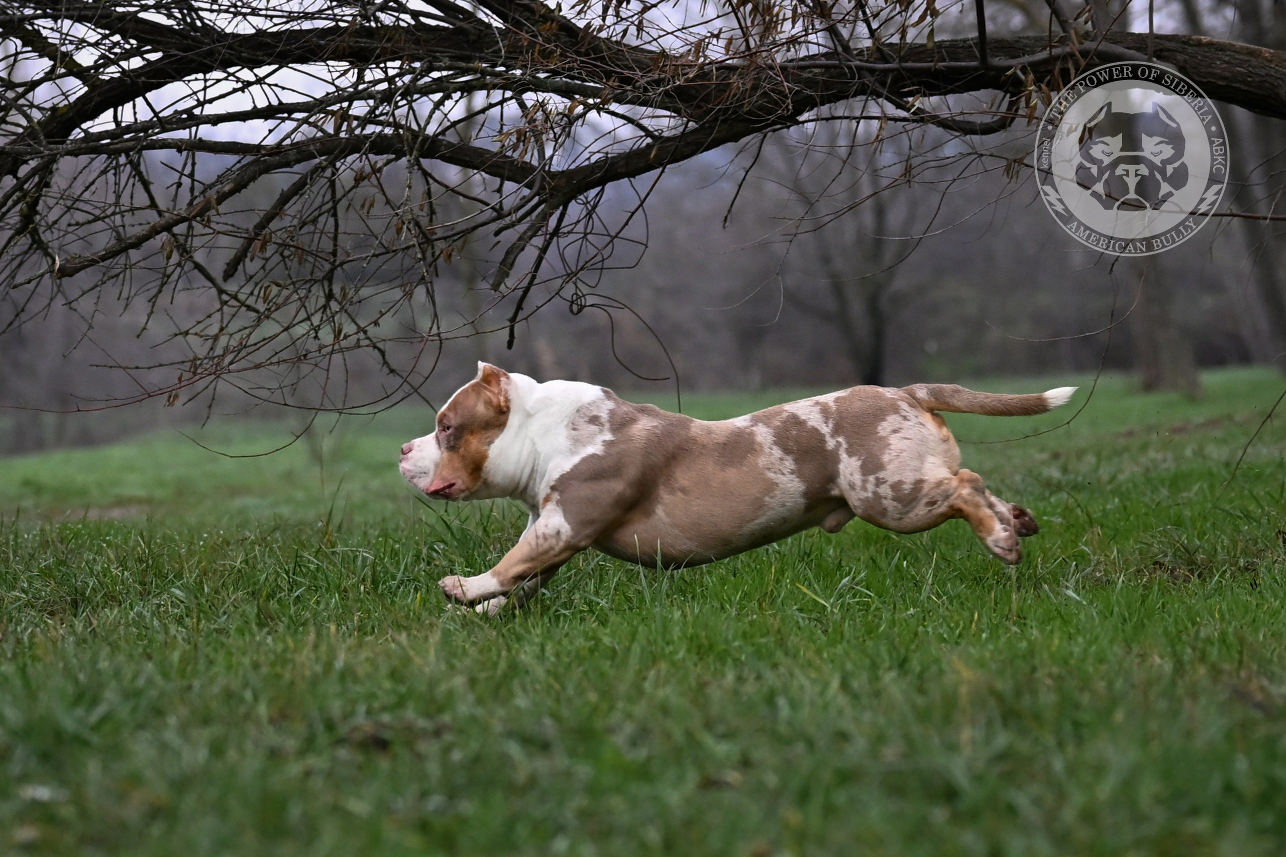 THE POWER OF SIBERIA SIMBA. Американский Булли в г. Ростов-на-Дону. Питомник THE POWER OF SIBERIA
