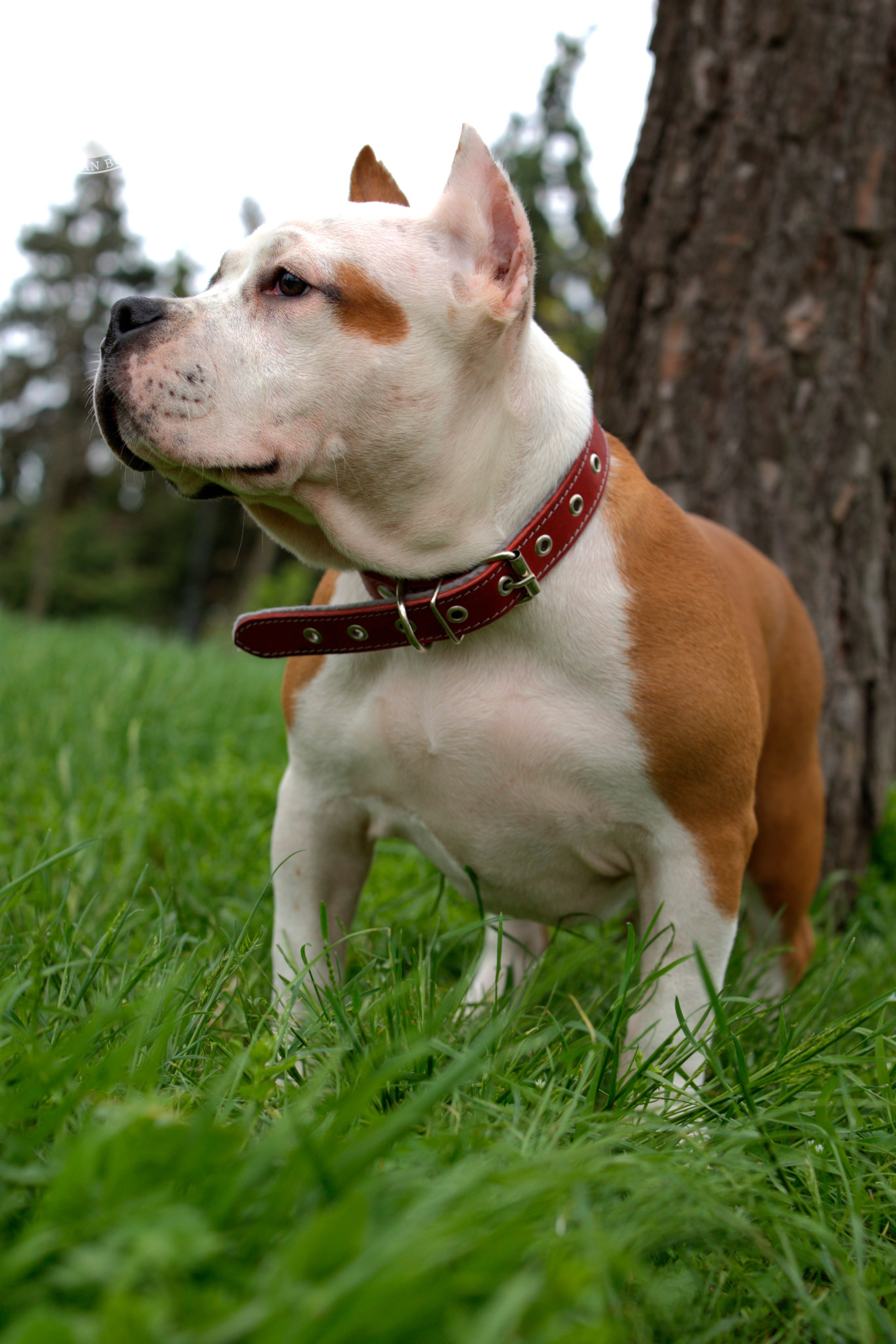 Свободные щенки Американский Булли, в типах покет, классик, стандарт. Американский Булли в г. Ростов-на-Дону. Питомник THE POWER OF SIBERIA