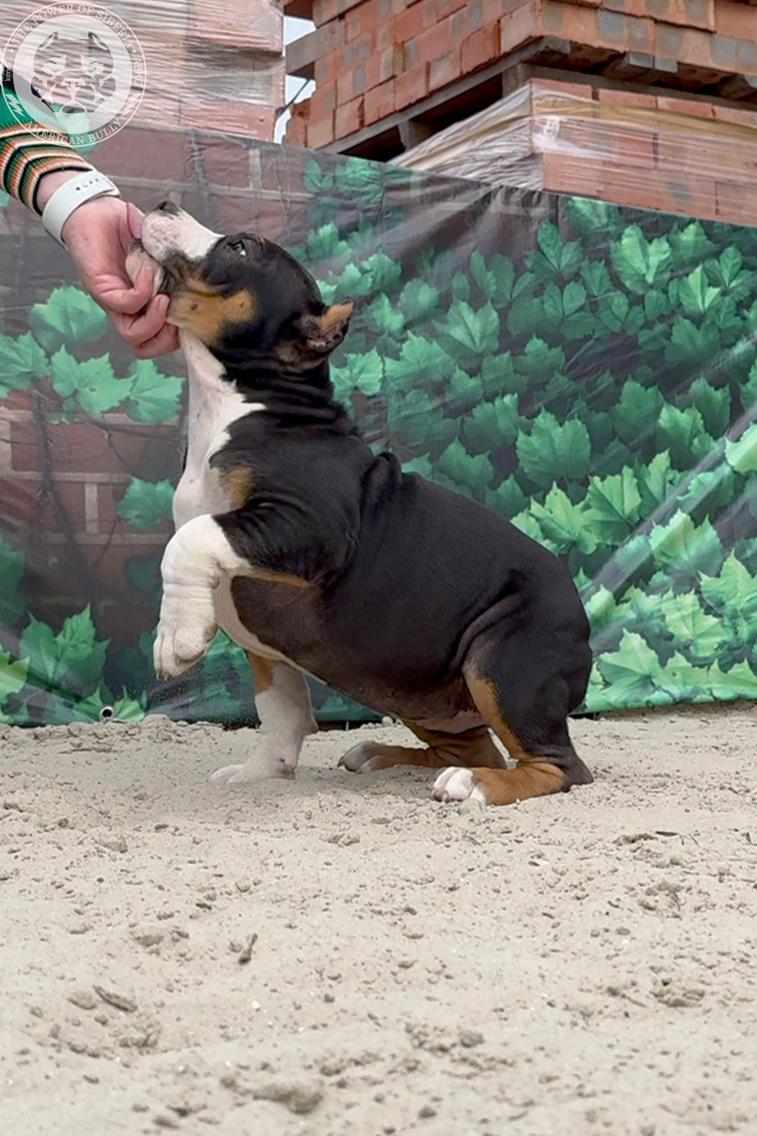 Свободные щенки Американский Булли, в типах покет, классик, стандарт. Американский Булли в г. Ростов-на-Дону. Питомник THE POWER OF SIBERIA