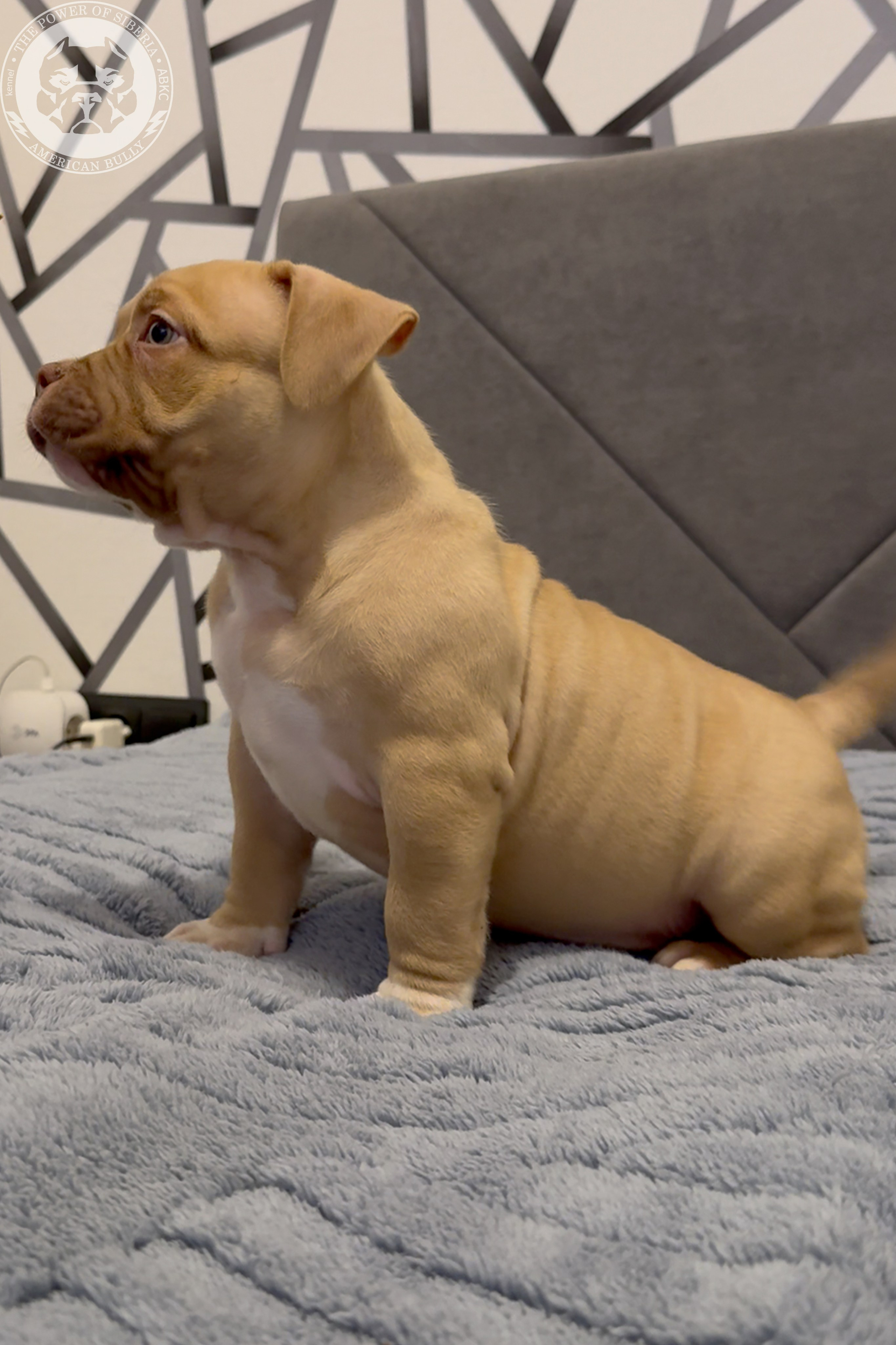 Свободные щенки Американский Булли, в типах покет, классик, стандарт. Американский Булли в г. Ростов-на-Дону. Питомник THE POWER OF SIBERIA