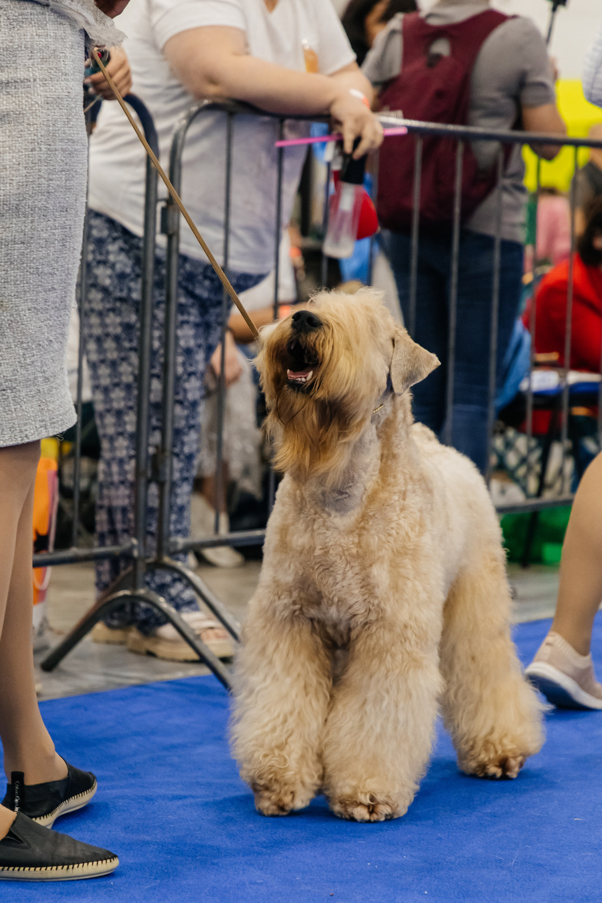 Зоошоу. Экспофорум 31.08. Выставка домашних животных. Семейный фотограф в Санкт-Петербурге Ева Маркова