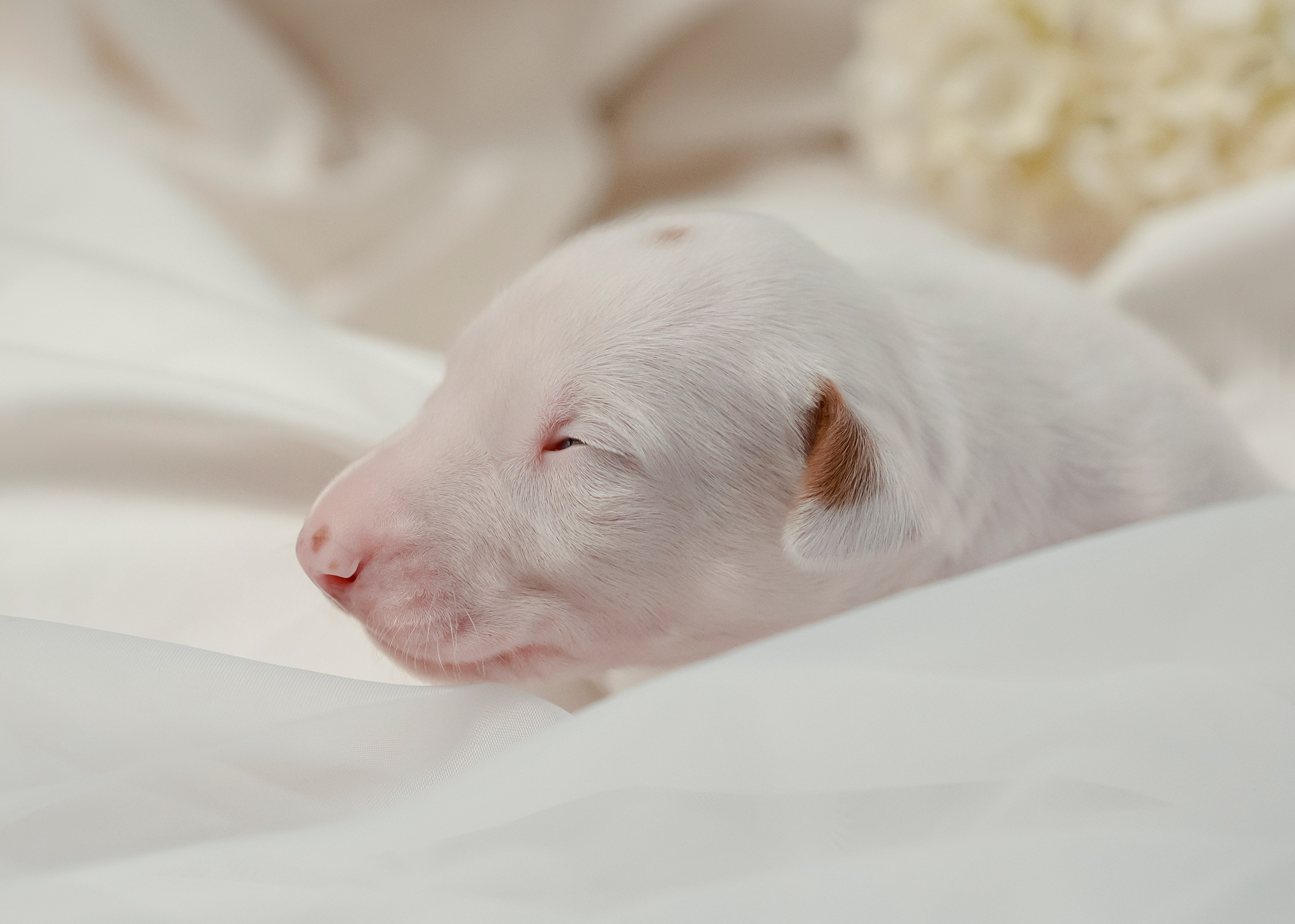 Поденки ибиценки. Фотограф- анималист Александра Матвеева