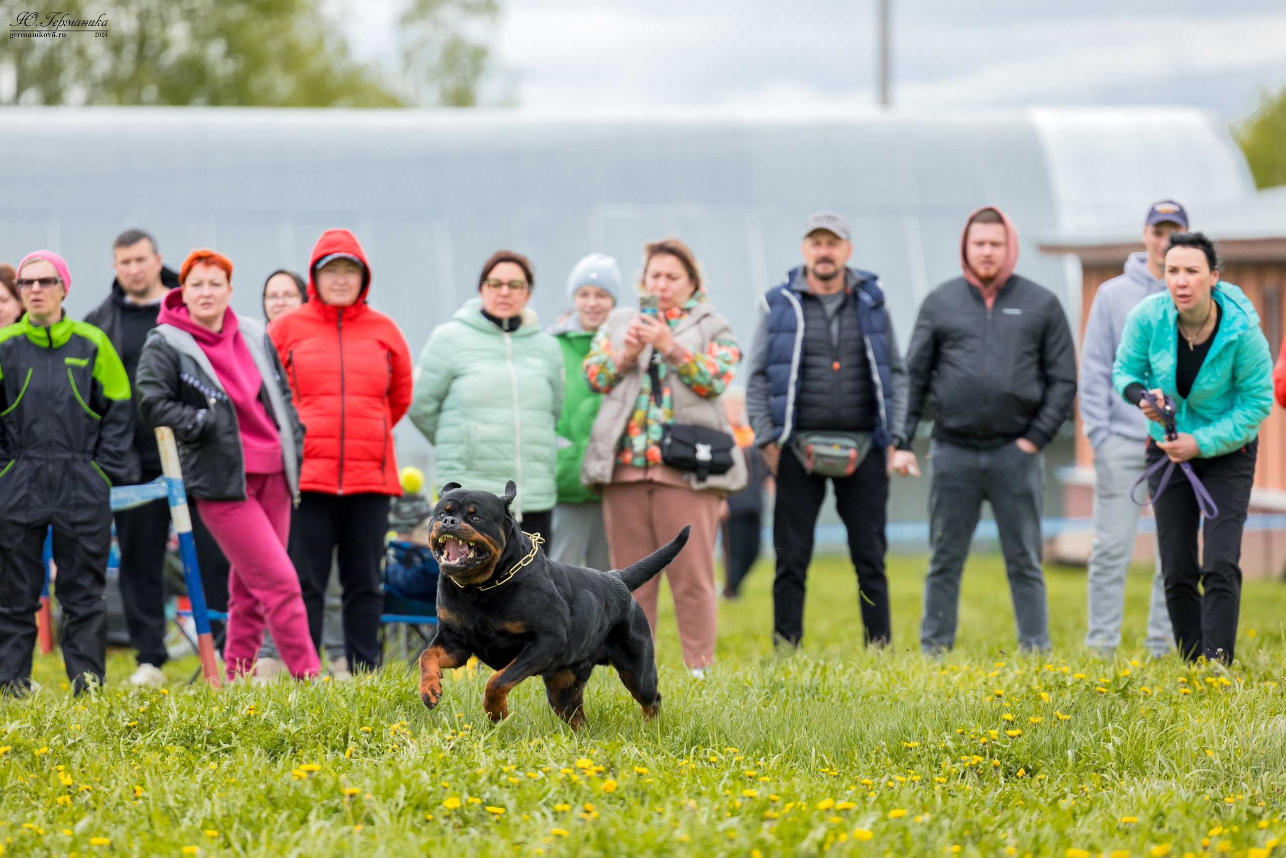 Нижний Новгород 11-12.05.2024 моно ротвейлеров. Фотограф-анималист Юлия Германика