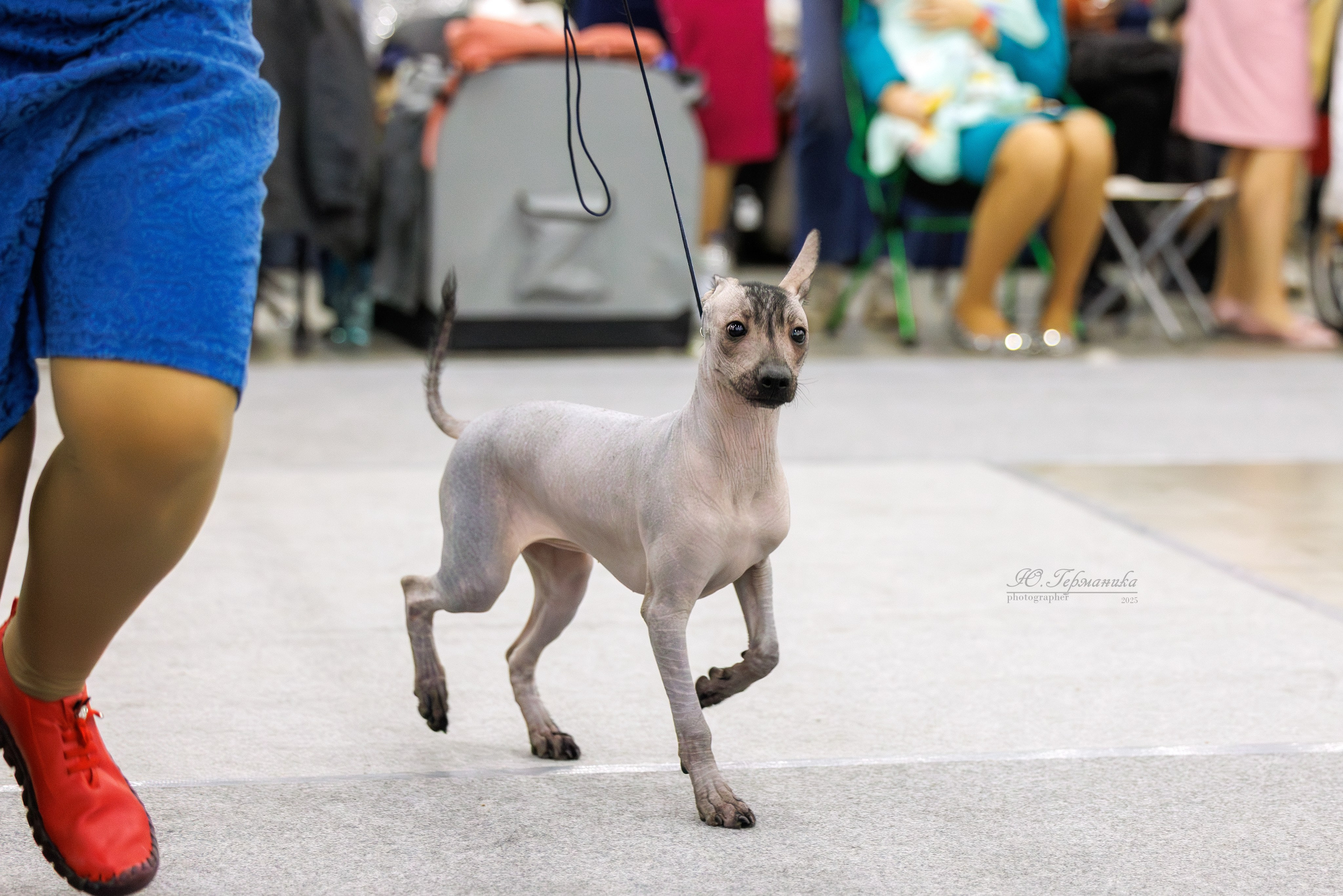 Питер 12-13.12.2025. Фотограф-анималист Юлия Германика