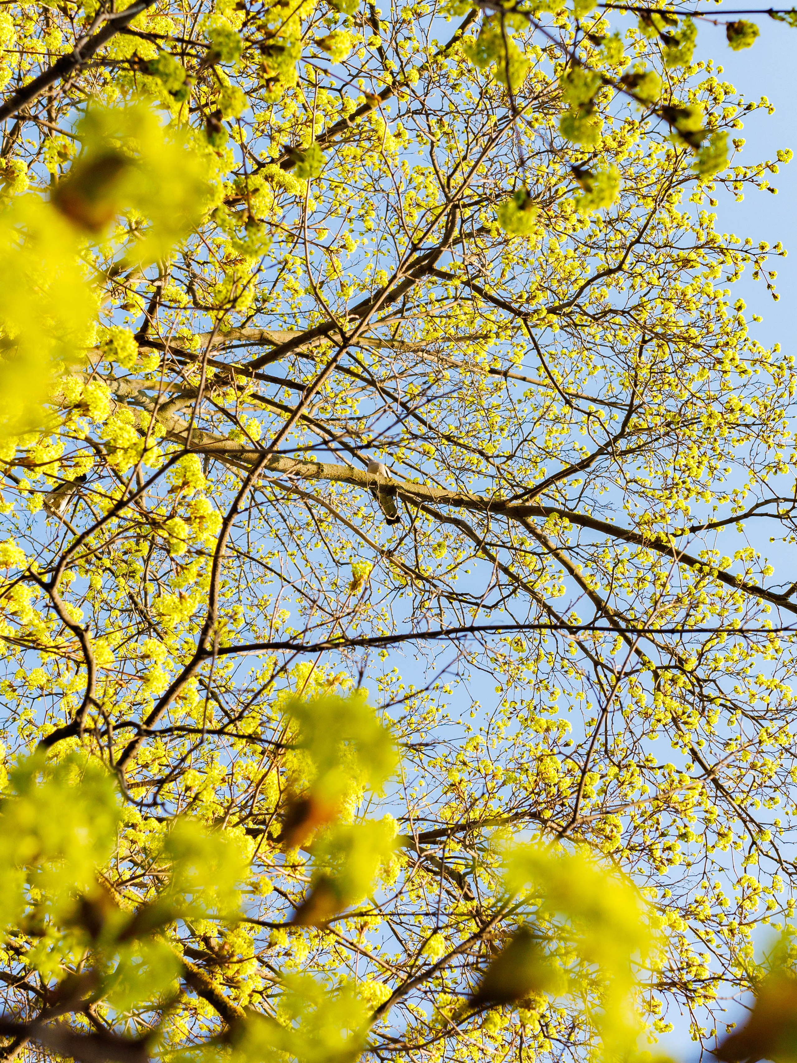 Фотографии природы Липецка. Свадебный и семейный фотограф Виолетта в Липецке