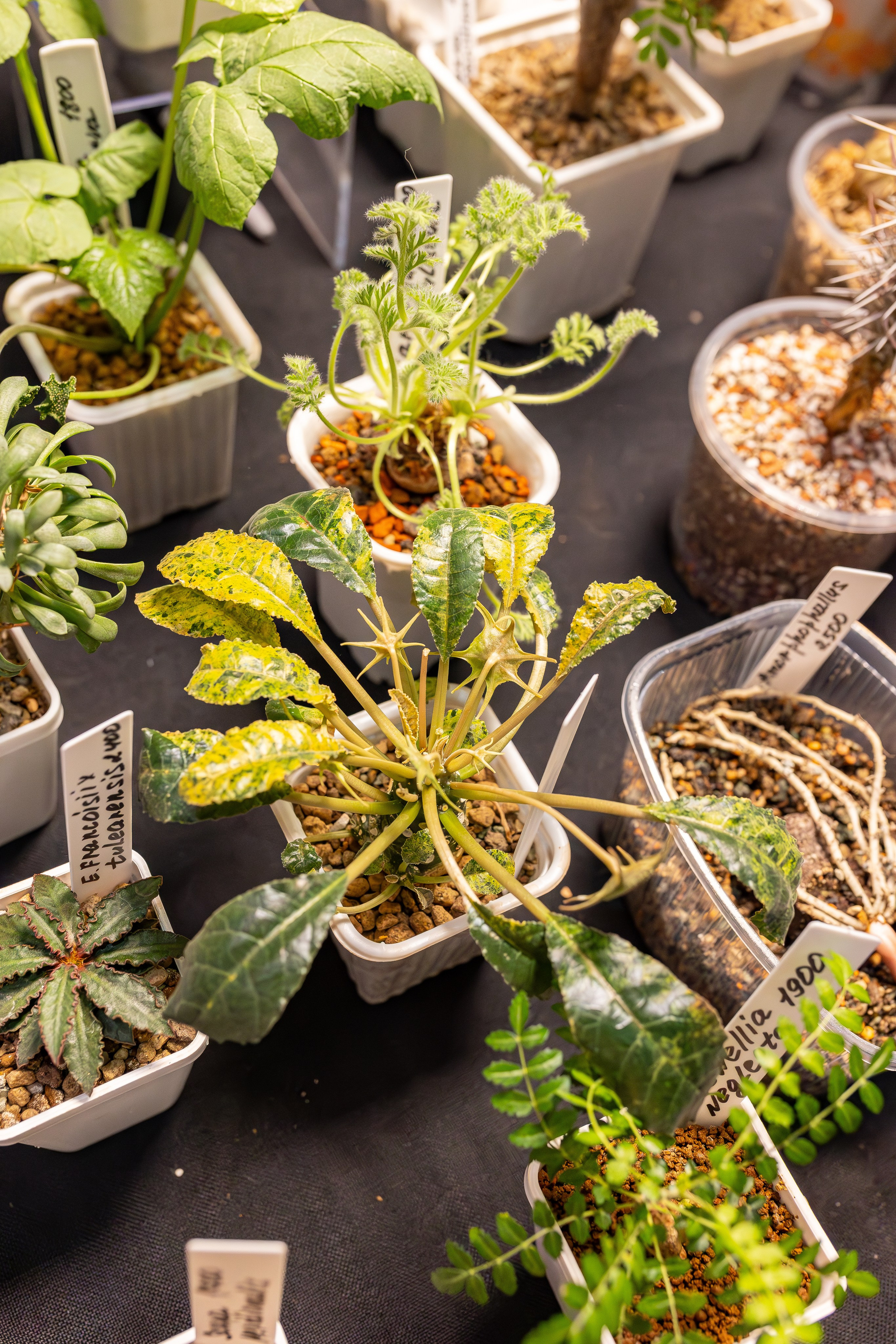 Монстериум апрель 2026. Александра Куликова фотограф, Москва