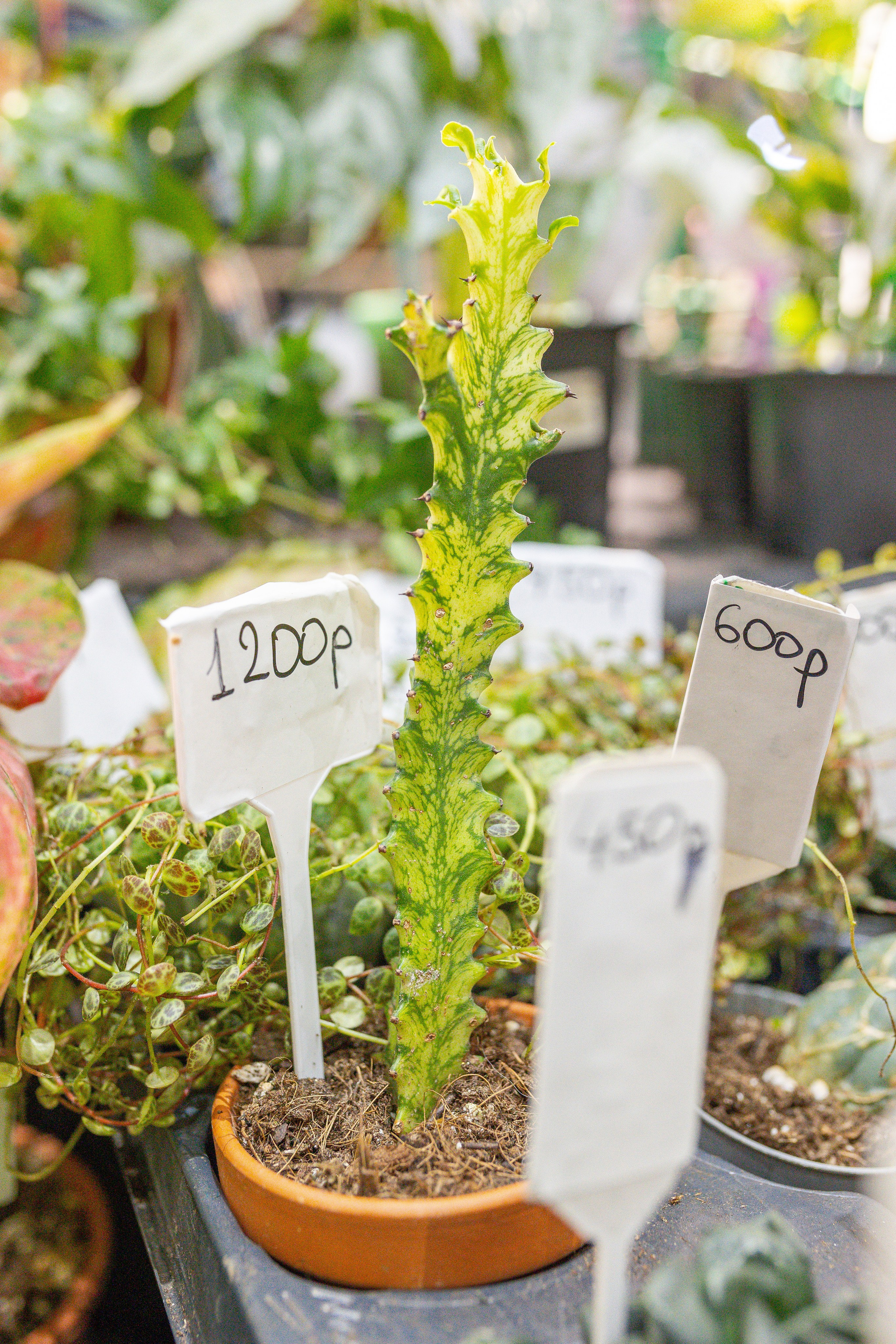 Орхидиум 12.2025. Александра Куликова фотограф, Москва