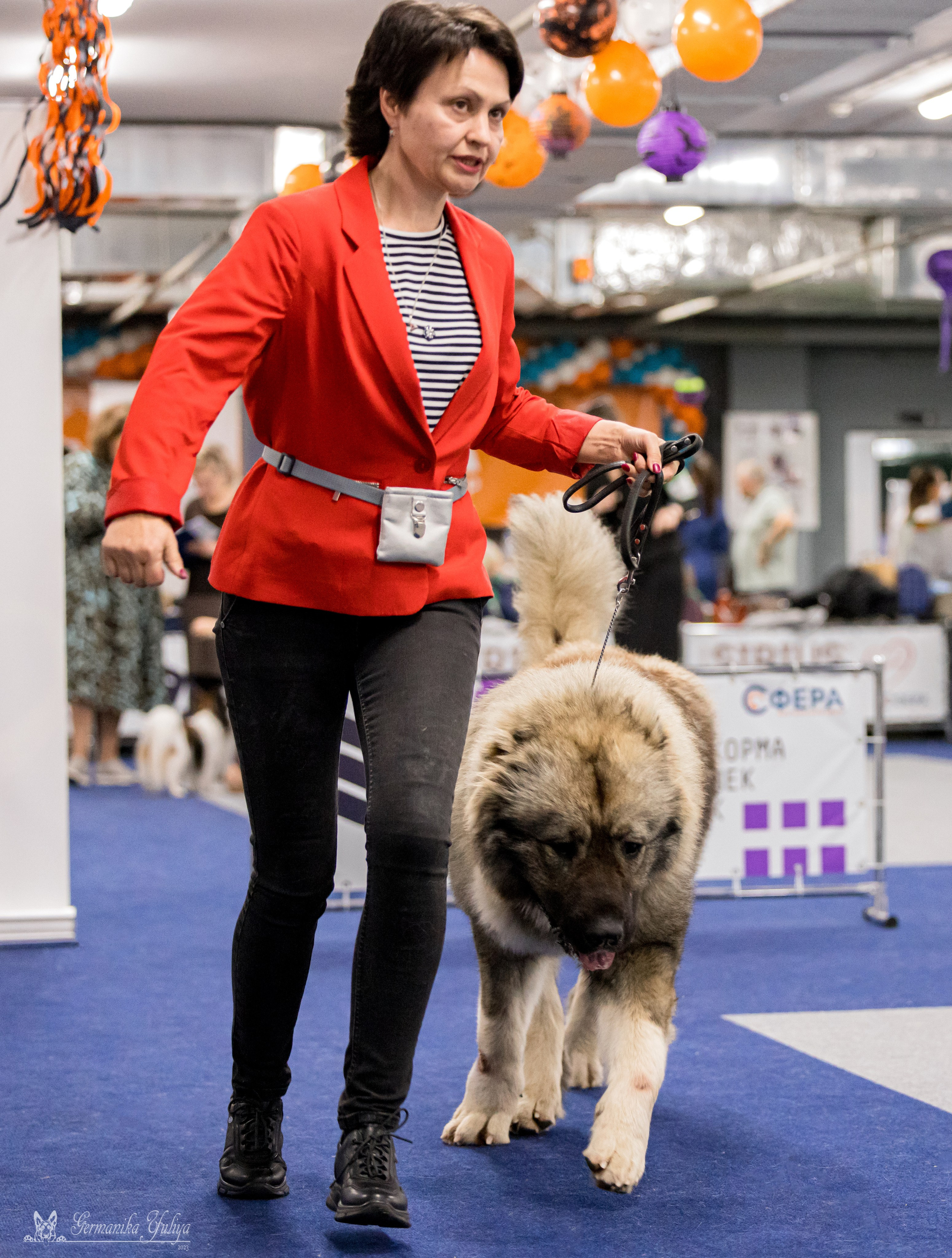 Сфера 29.10,Крокус 4.11,Сфера 12.11.2023. Фотограф-анималист Юлия Германика