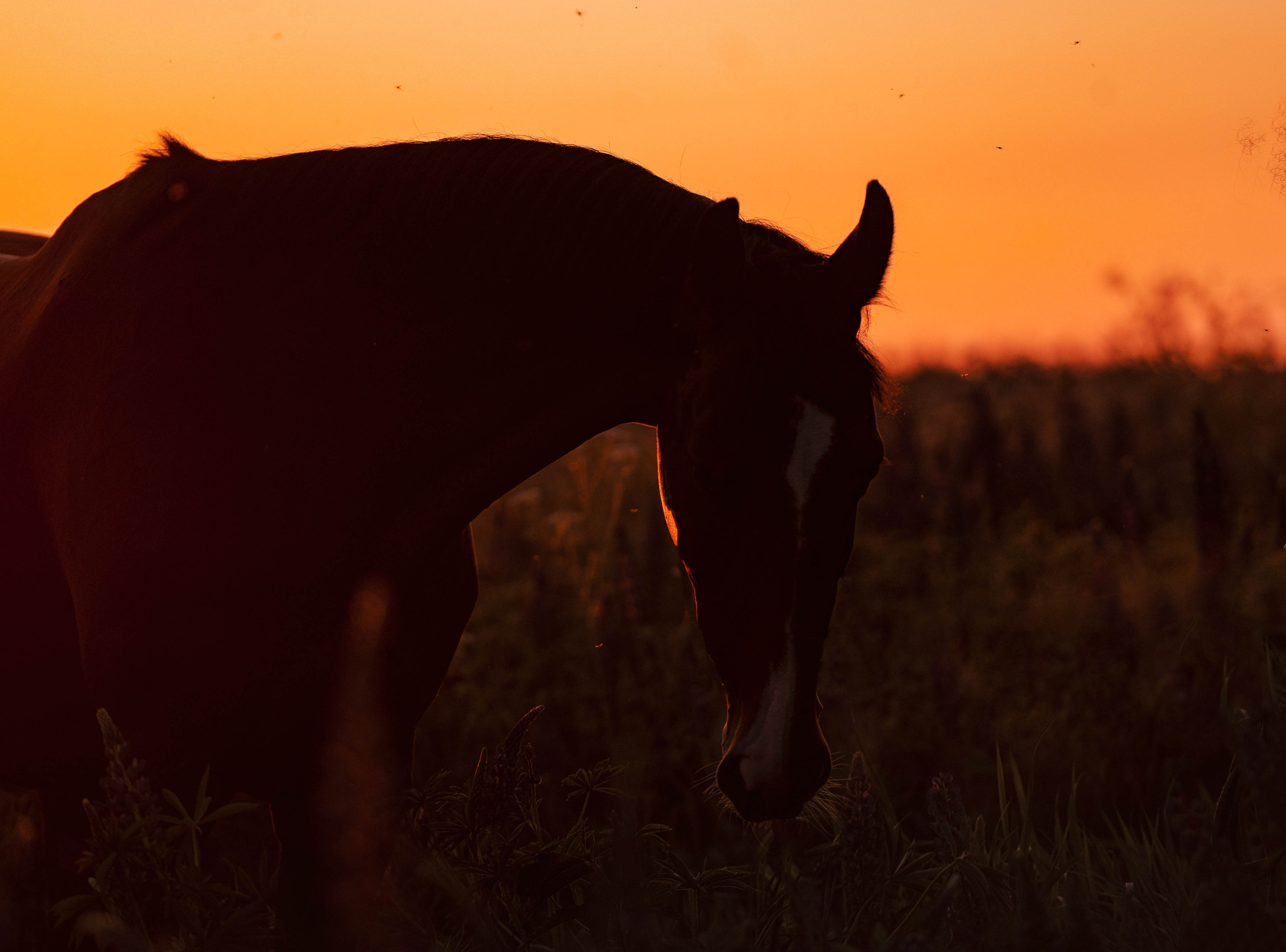 Ивори в закатных полях. Фотограф-анималист