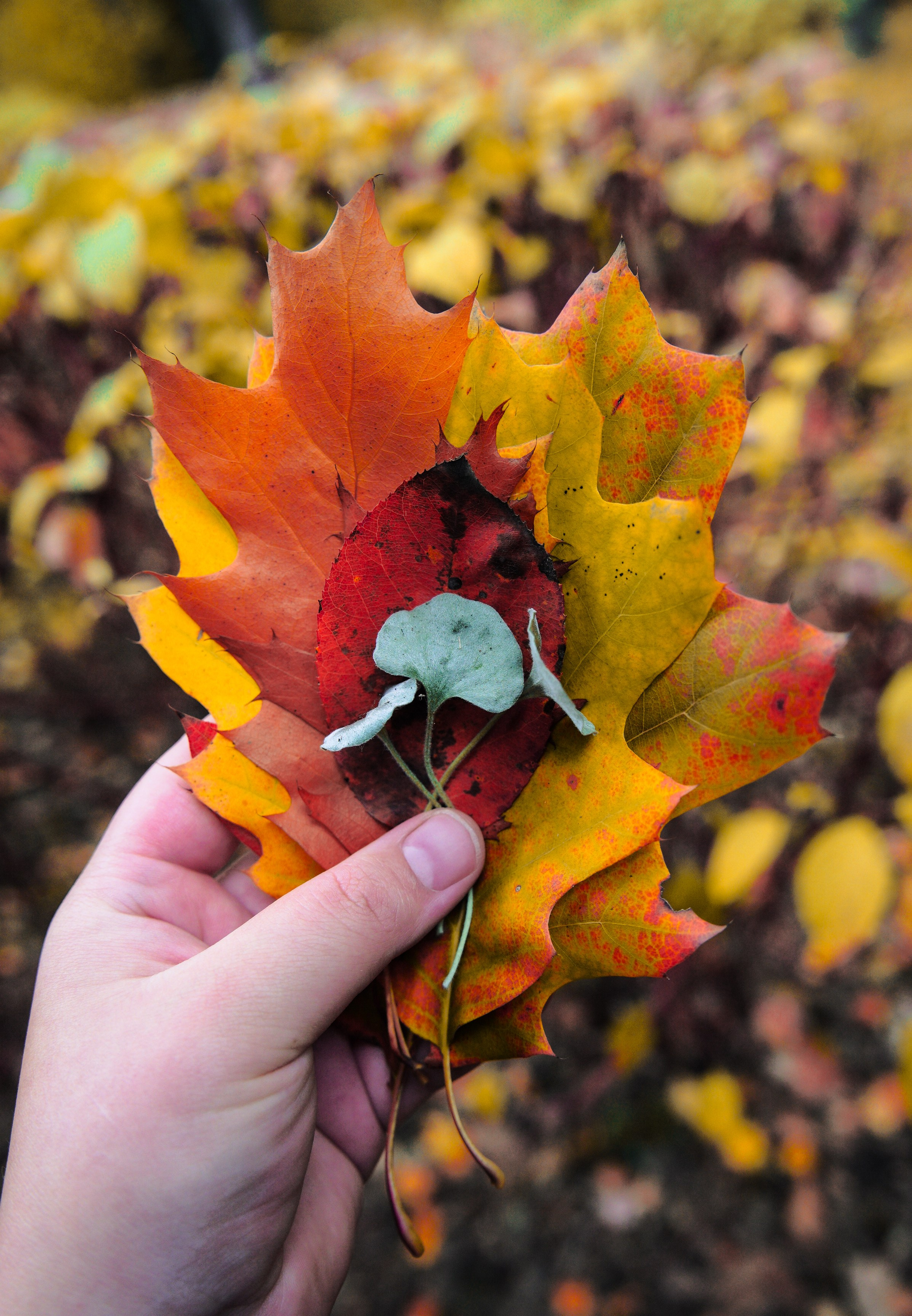 Осень 2025. Фотограф из Москвы — DASHA NOVA | Авторская фотография в разных жанрах