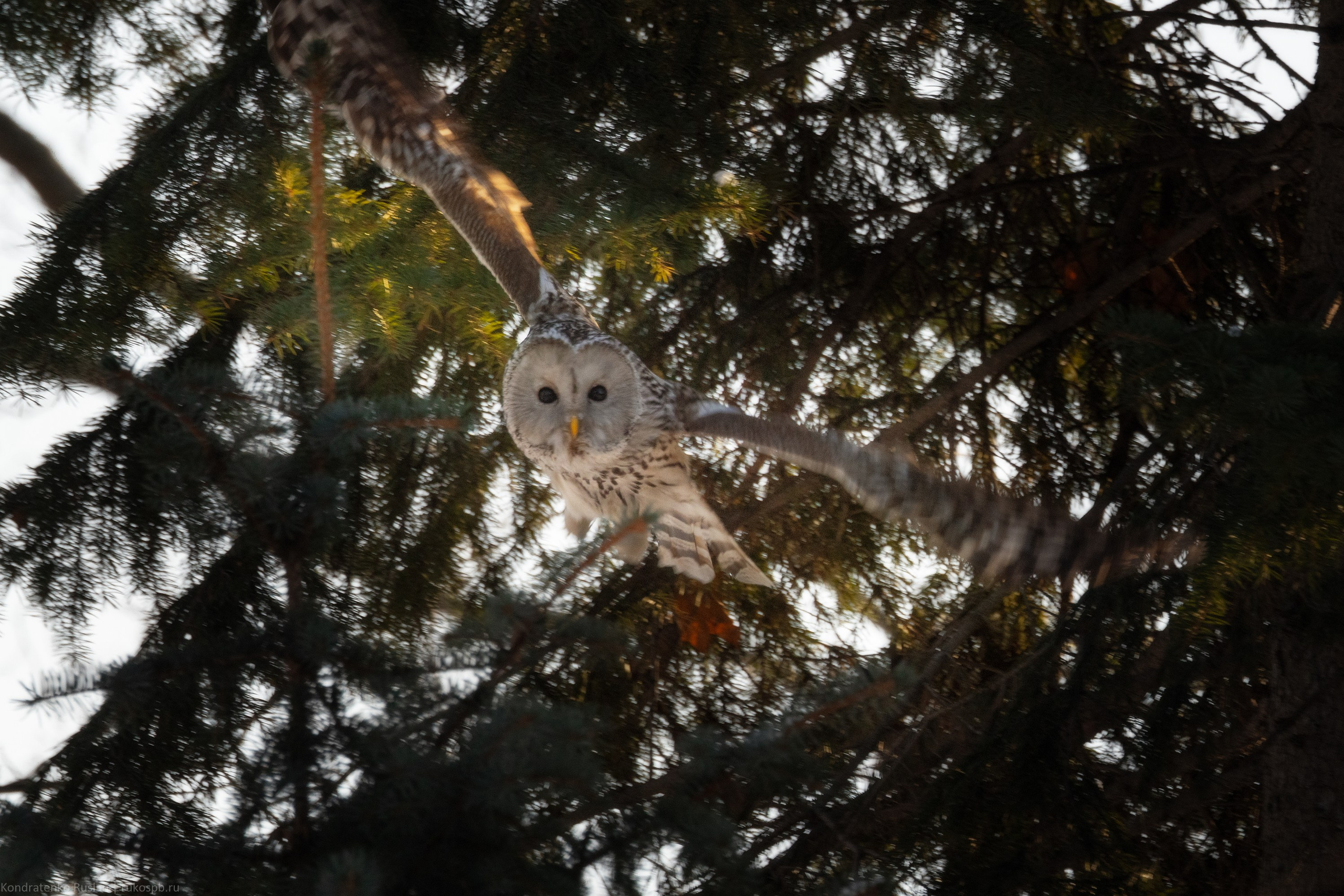 Длиннохвостая неясыть. Архитектурный и пейзажный фотограф Кондратенко Руслан, Санкт-Петербург