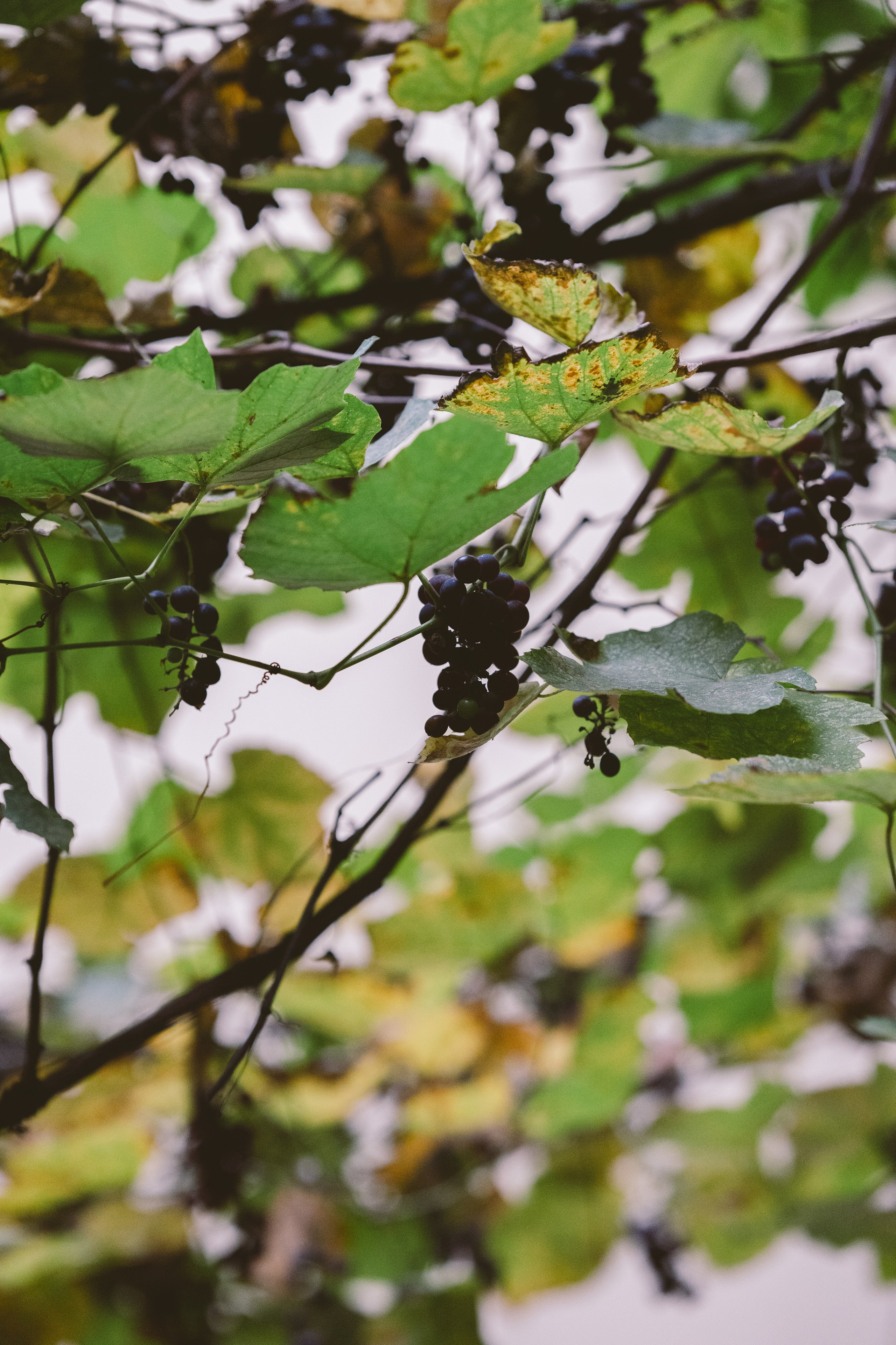 …история о прогулке в старом городе и семье. Марковы: фото, видео, кино и книги