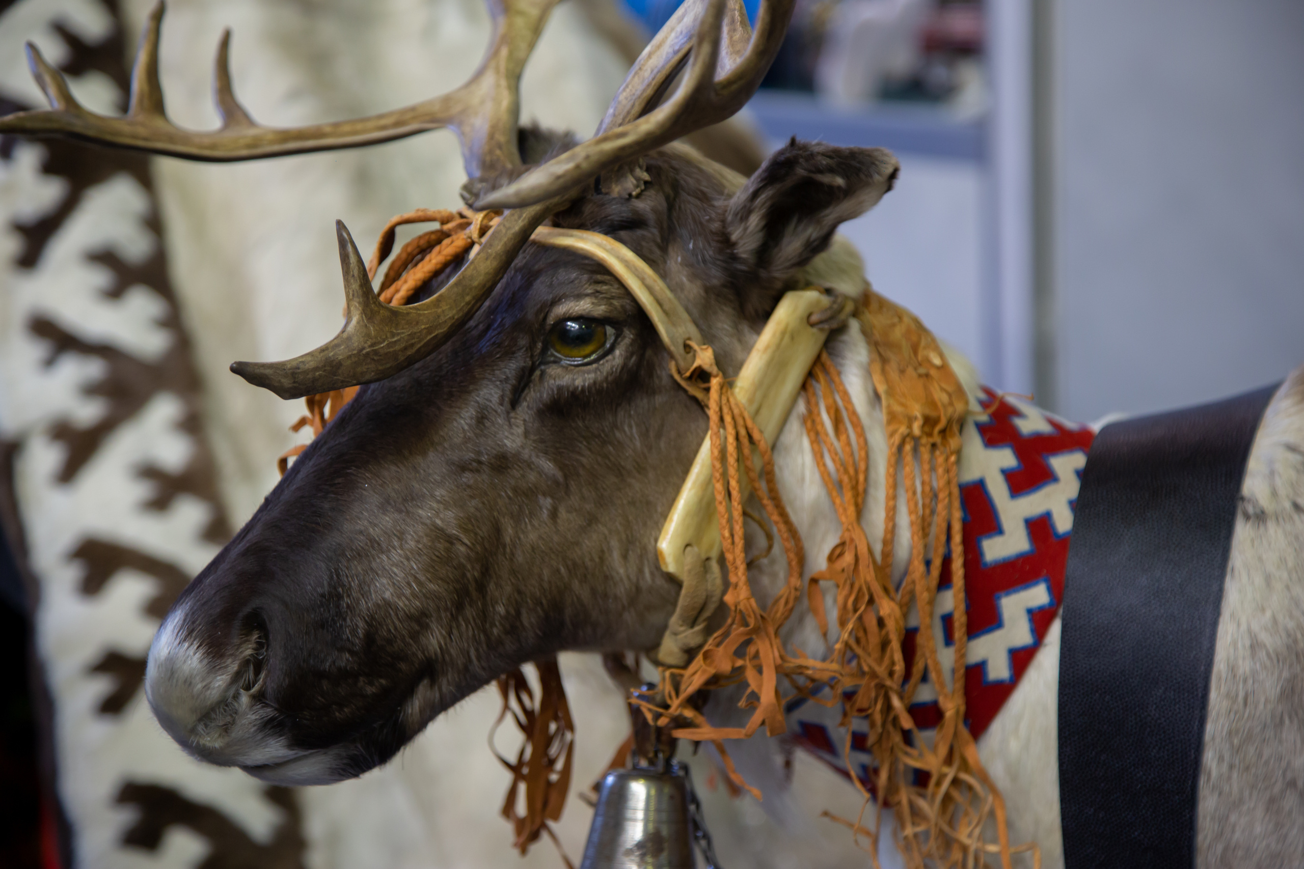 Сокровища Севера 2019. Фотограф Сонкина Татьяна