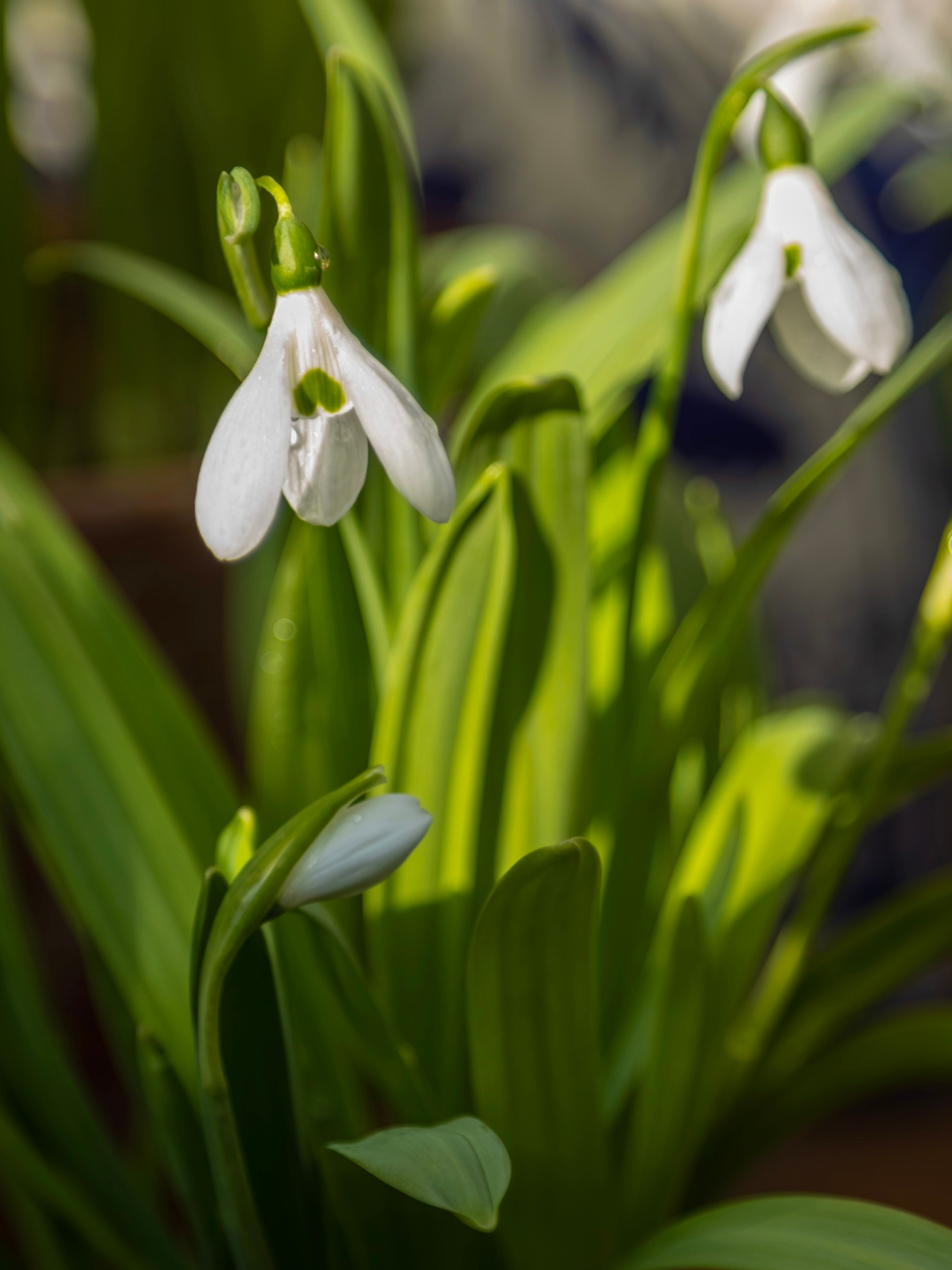 Весенние цветы. Фотосессии и репортаж — Фотограф в Москве — Рина Серёгина