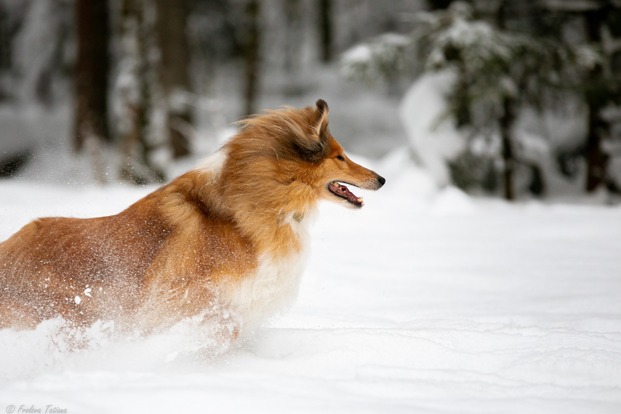Фотосет с животными на природе. Фотограф-анималист в Москве и Московской области Татьяна Фролова
