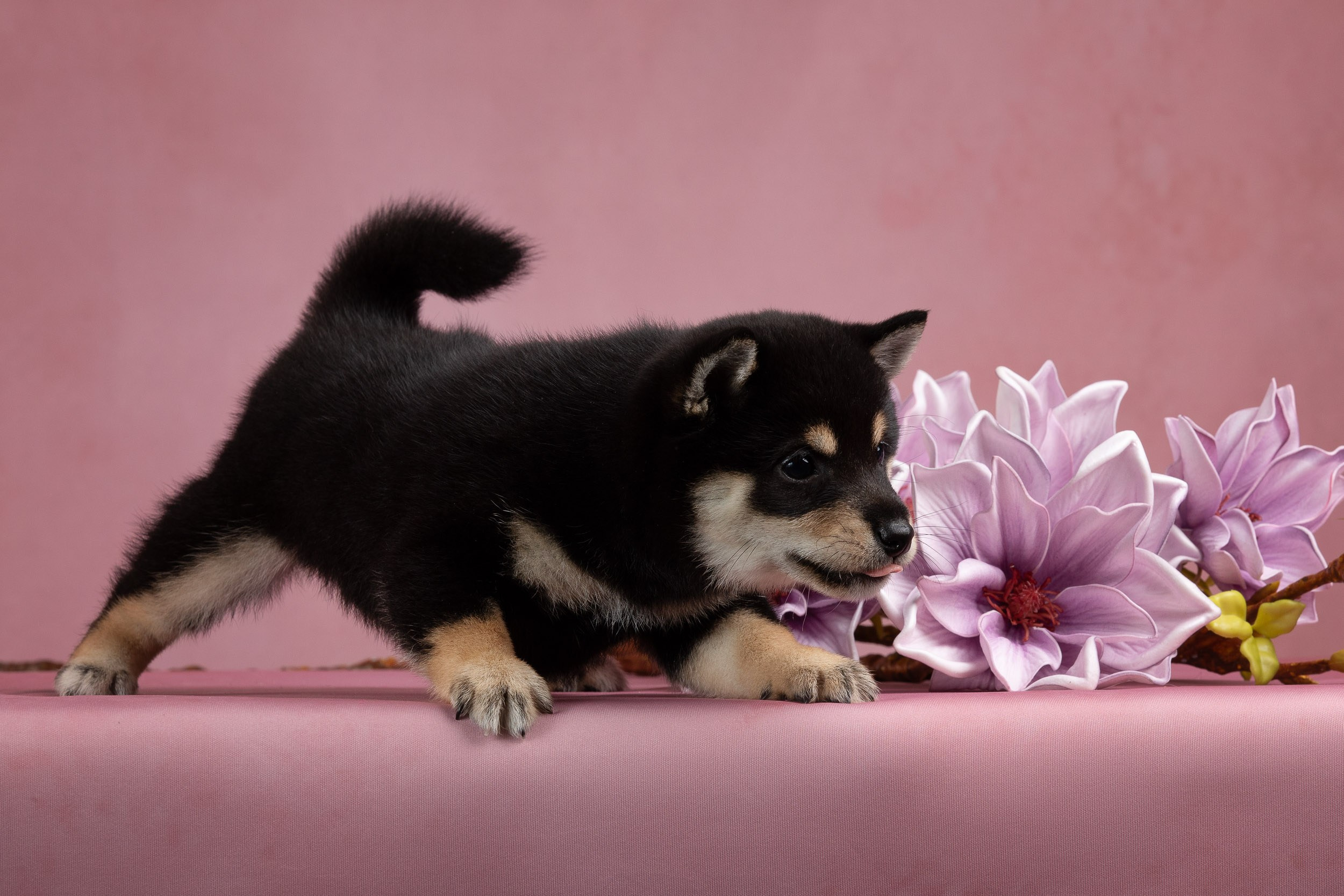 Гламурная фотосессия для щеночков. Фотограф-анималист в Москве и Московской области Татьяна Фролова