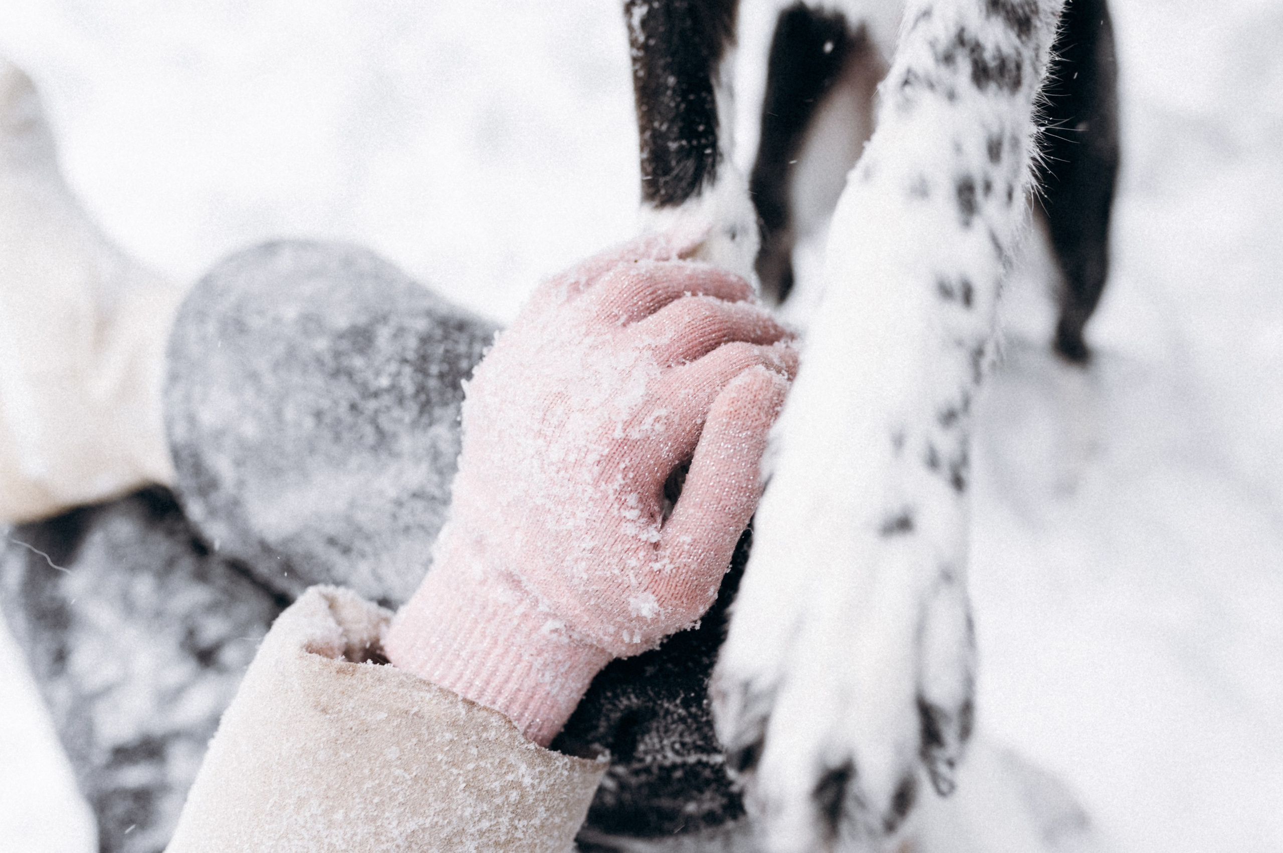 Аня и Милан. Фотограф анималист в Москве Ольга Агушева