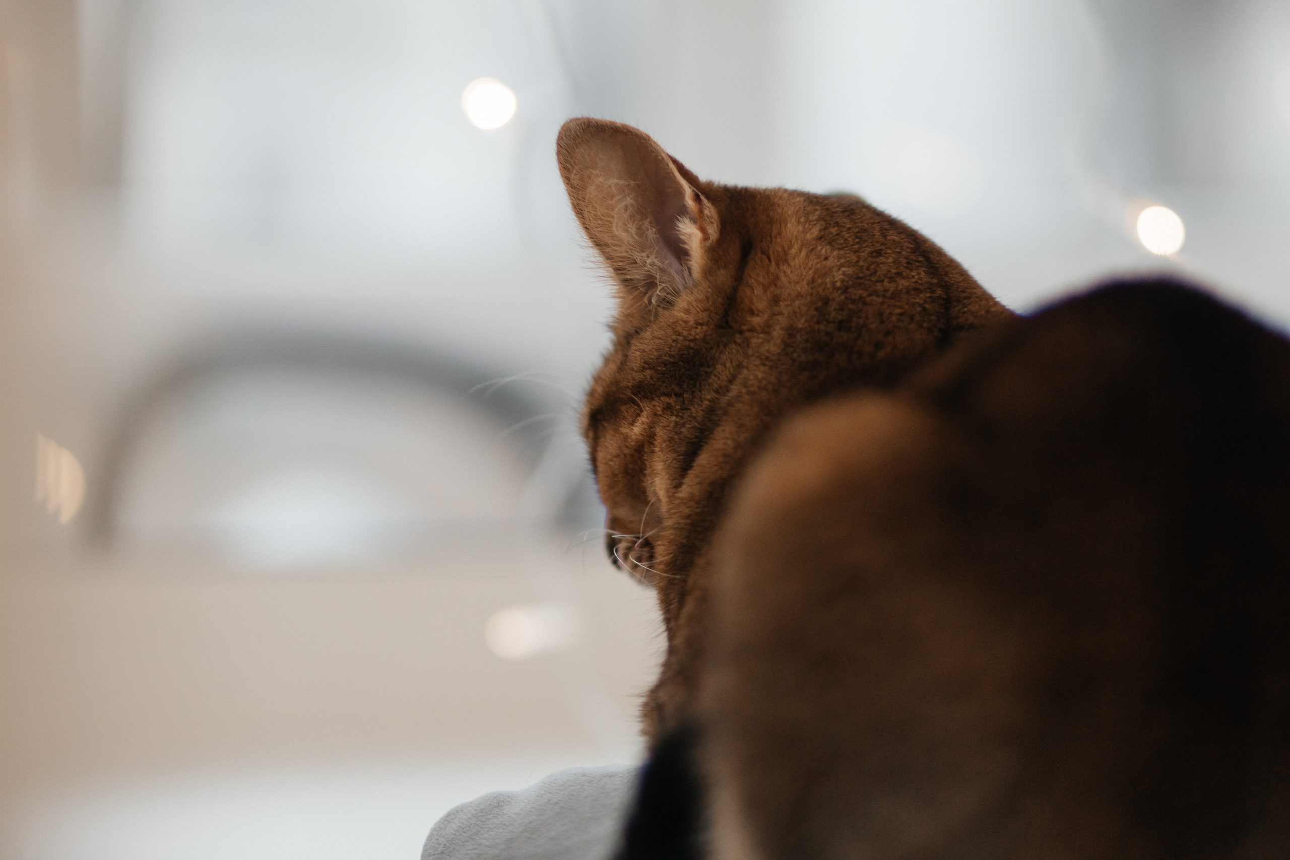 Один день маленькой Алисы. Фотограф Солигорск