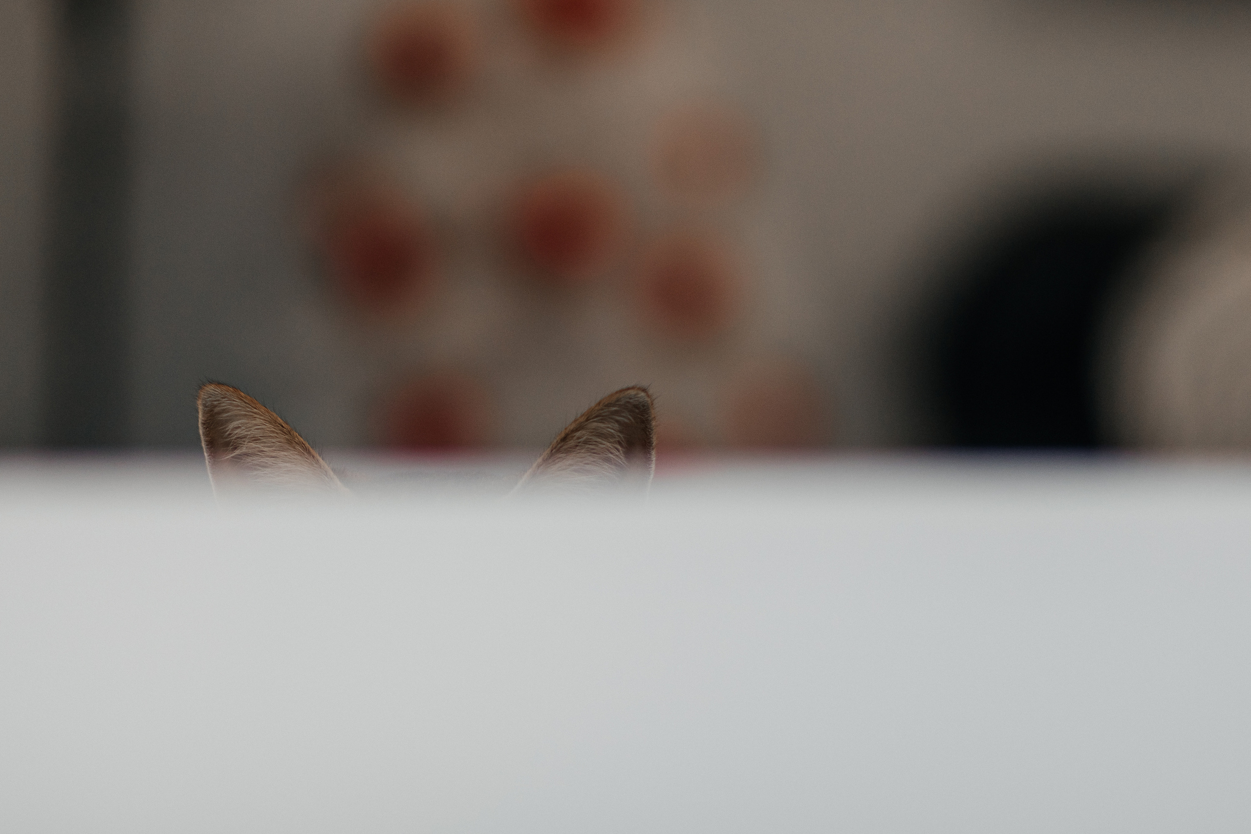 Один день маленькой Алисы. Фотограф Солигорск