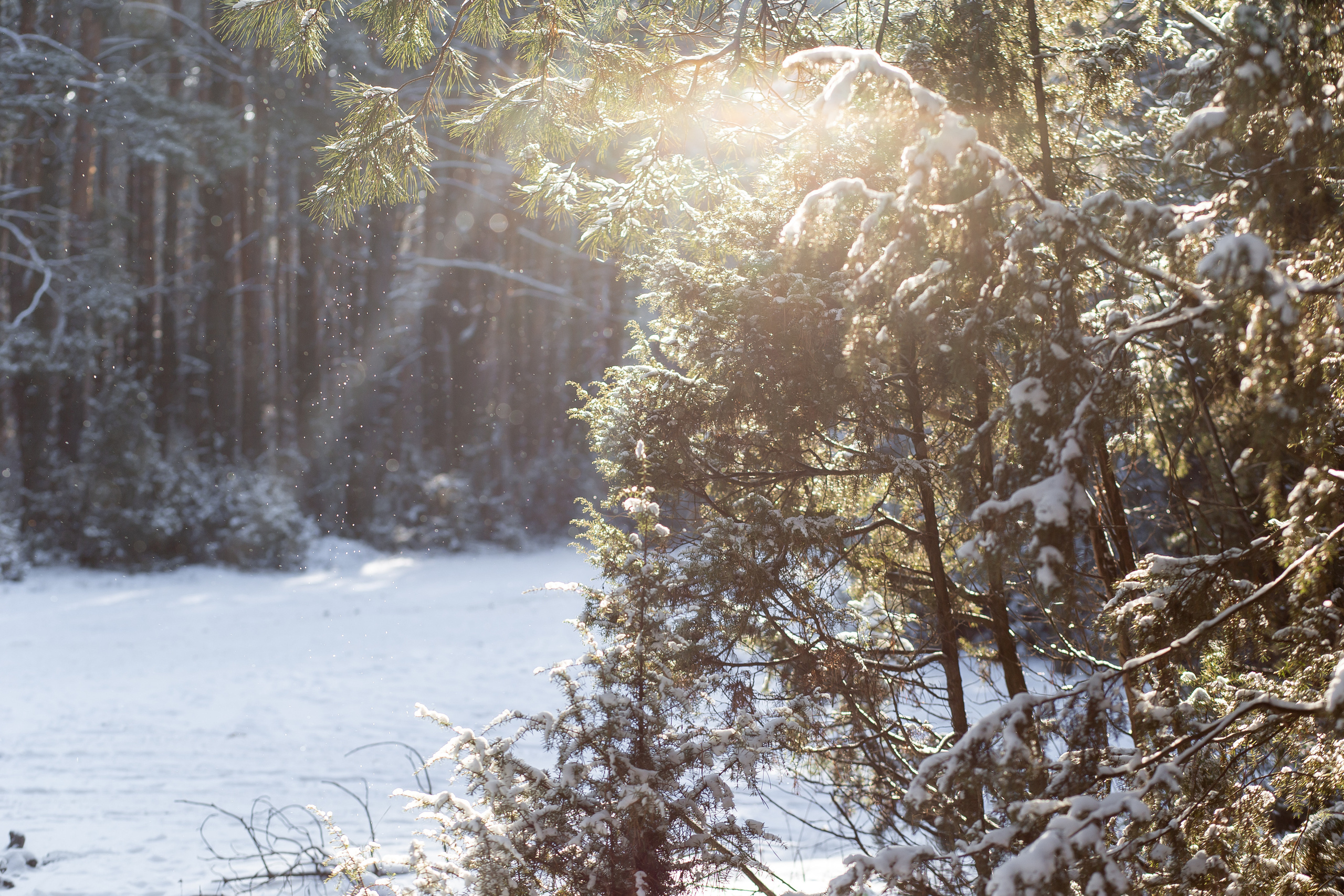 ОТЗЫВЫ. Фотограф Солигорск